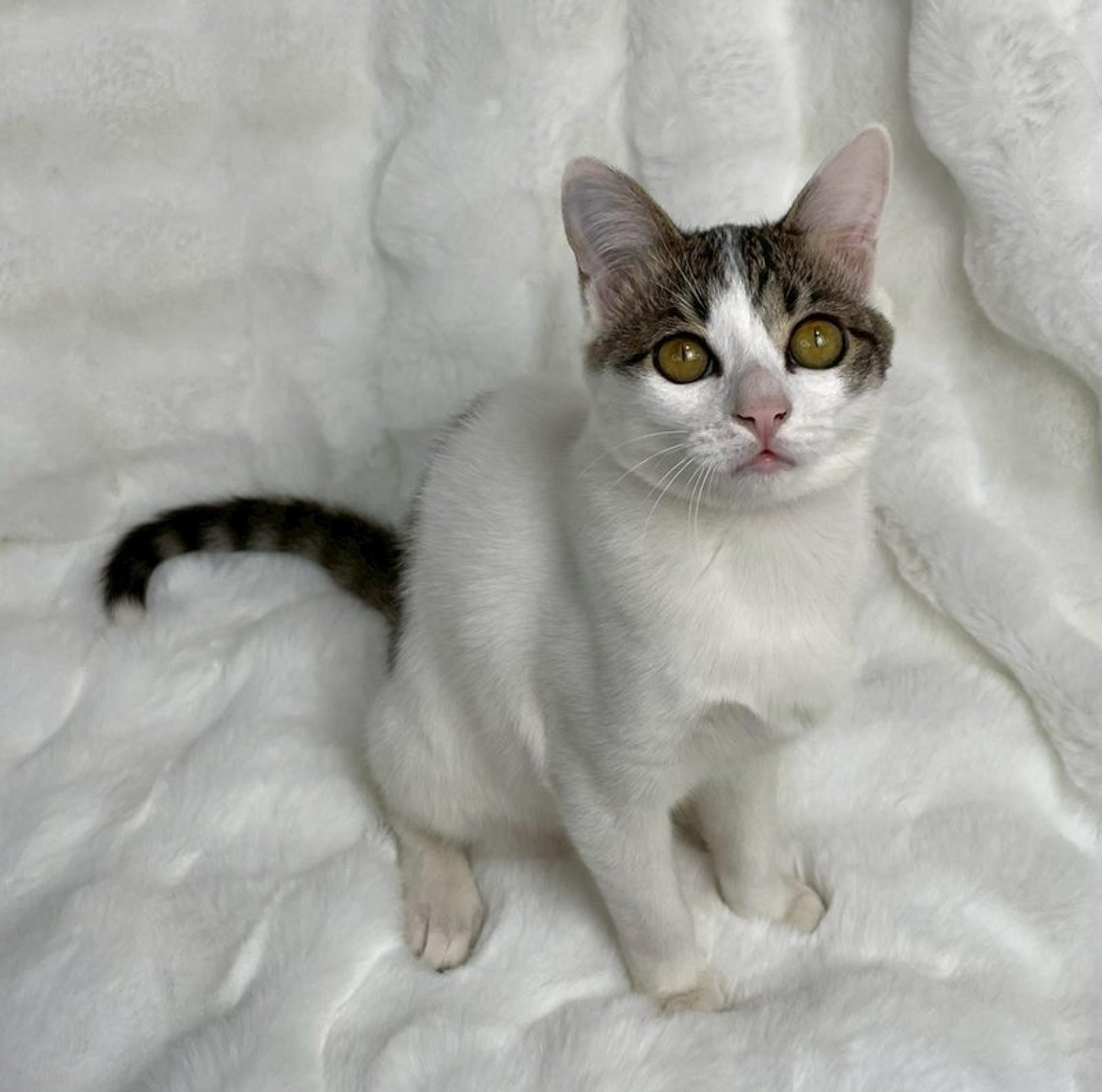 pet-image-3