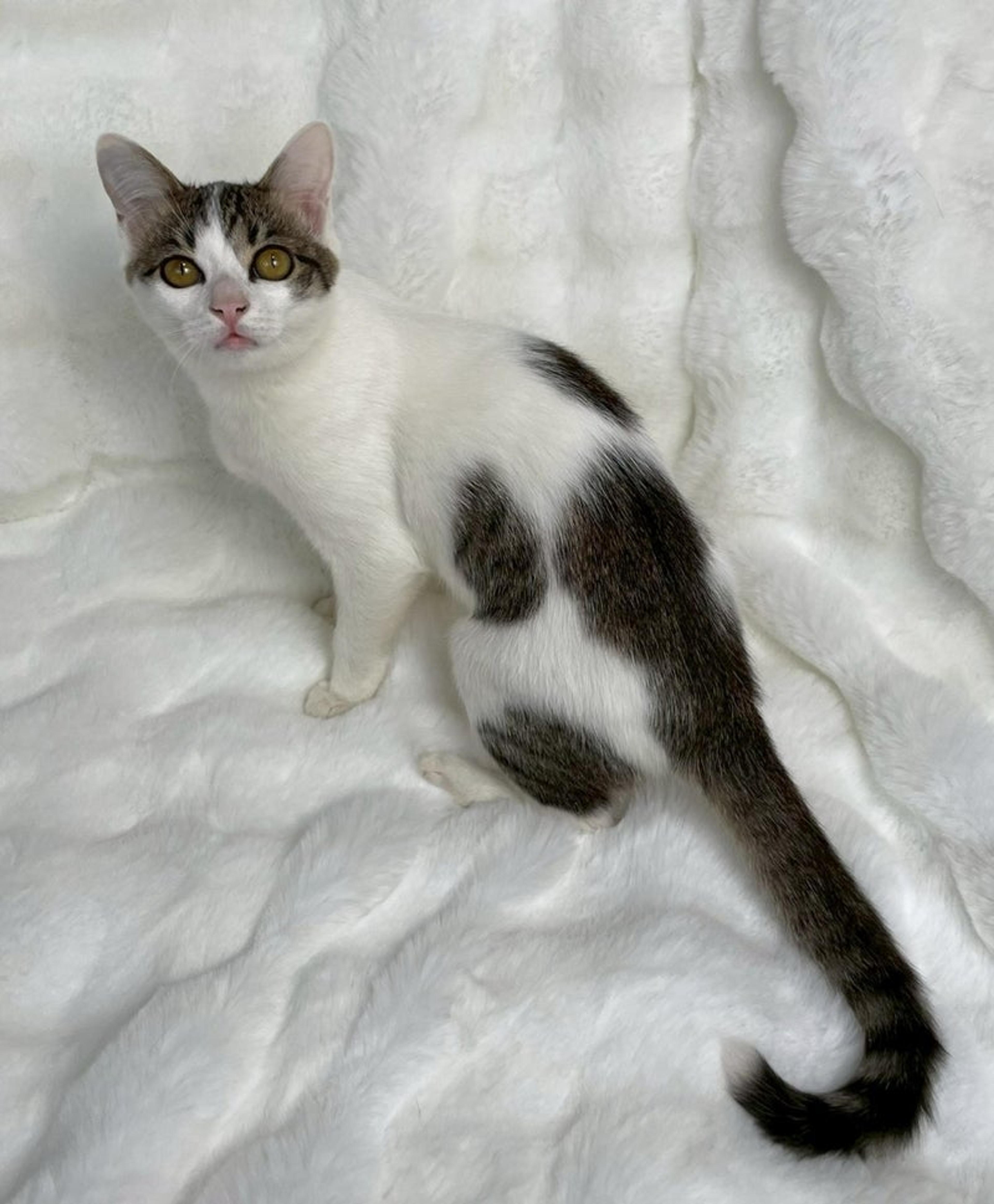 pet-image-4