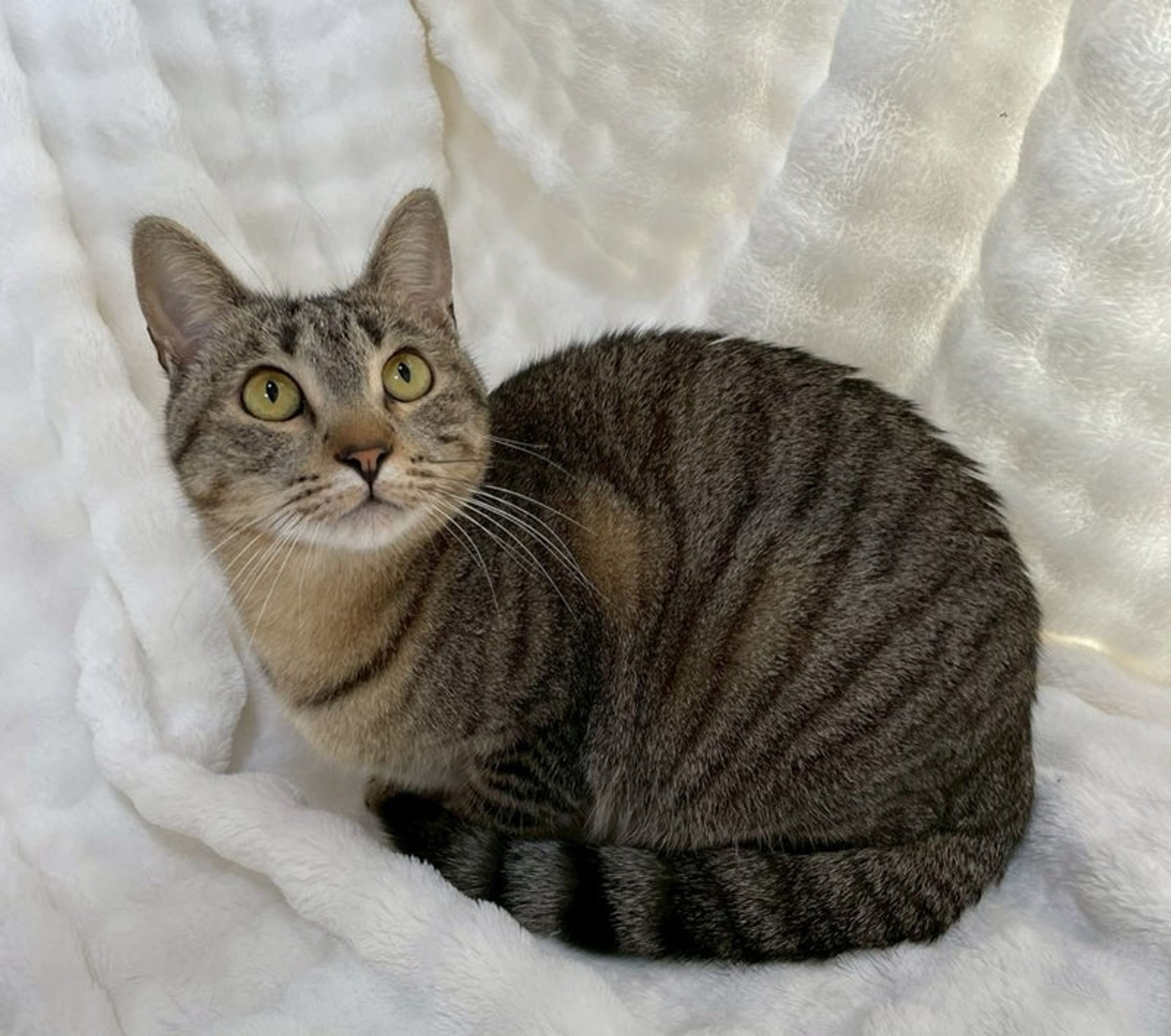 雑種（ミックス猫）・メスの里親募集の写真