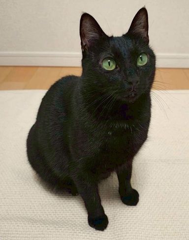 雑種（ミックス猫）・メスの里親募集の写真