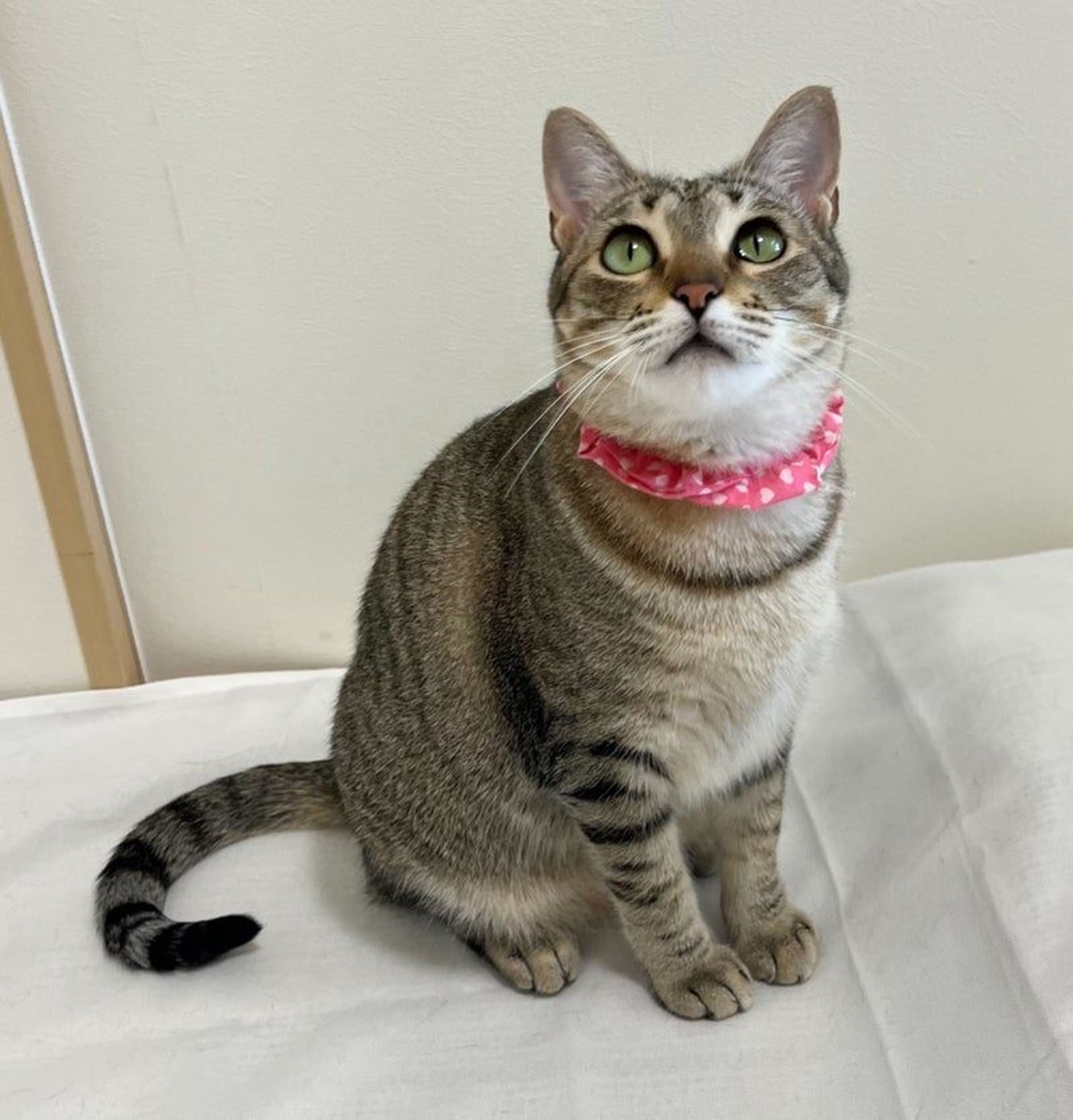 雑種（ミックス猫）・メスの里親募集の写真