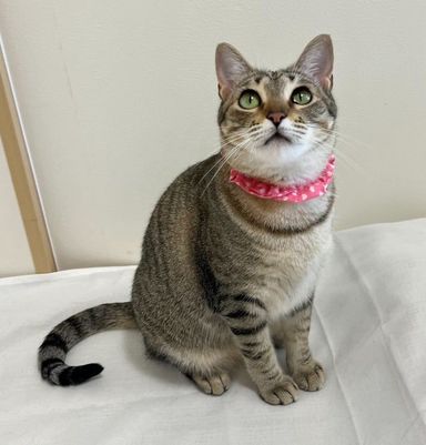 雑種（ミックス猫）・メスの里親募集の写真