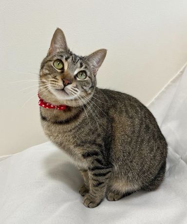 雑種（ミックス猫）・メスの里親募集の写真