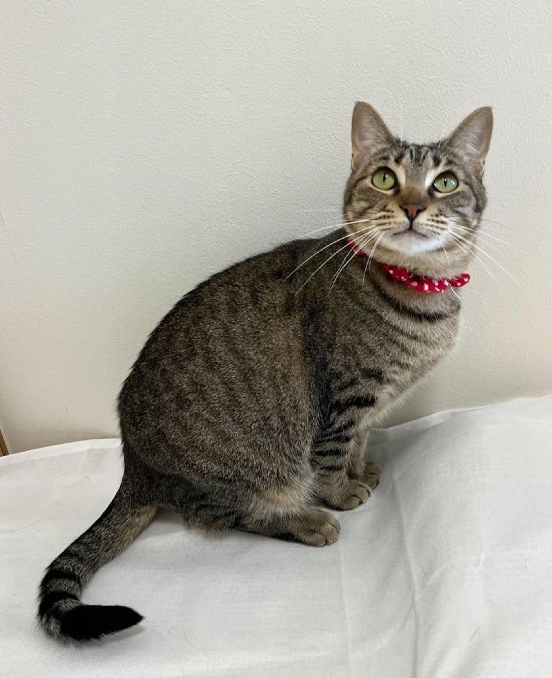 pet-image-3