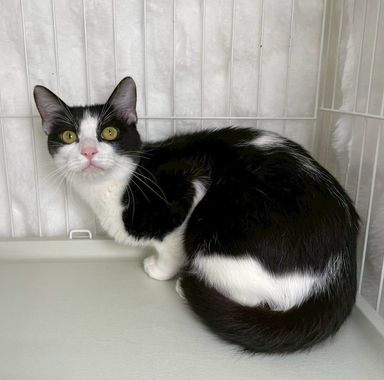 雑種（ミックス猫）・オスの里親募集の写真