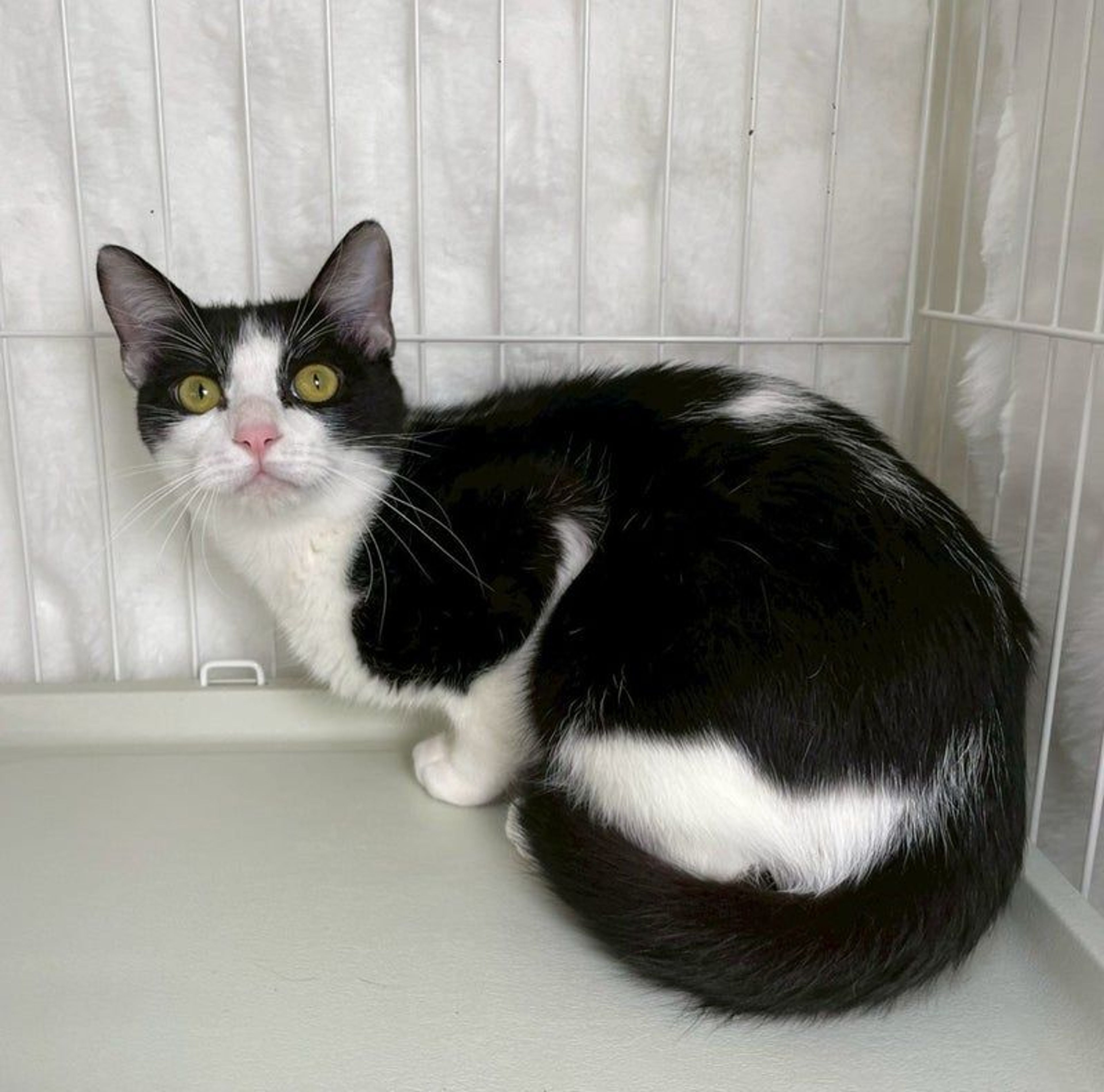 雑種（ミックス猫）・オスの里親募集の写真