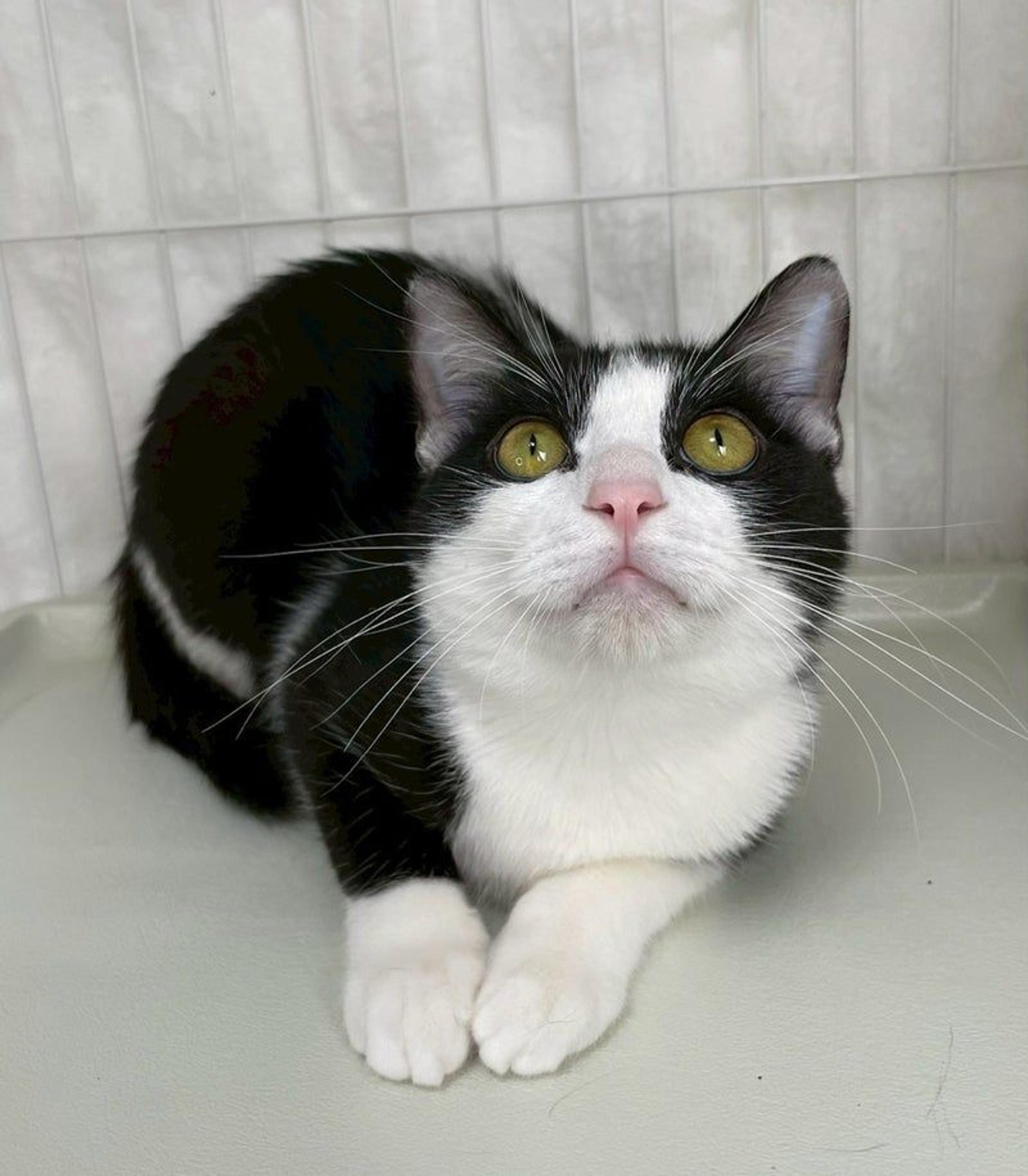 pet-image-2