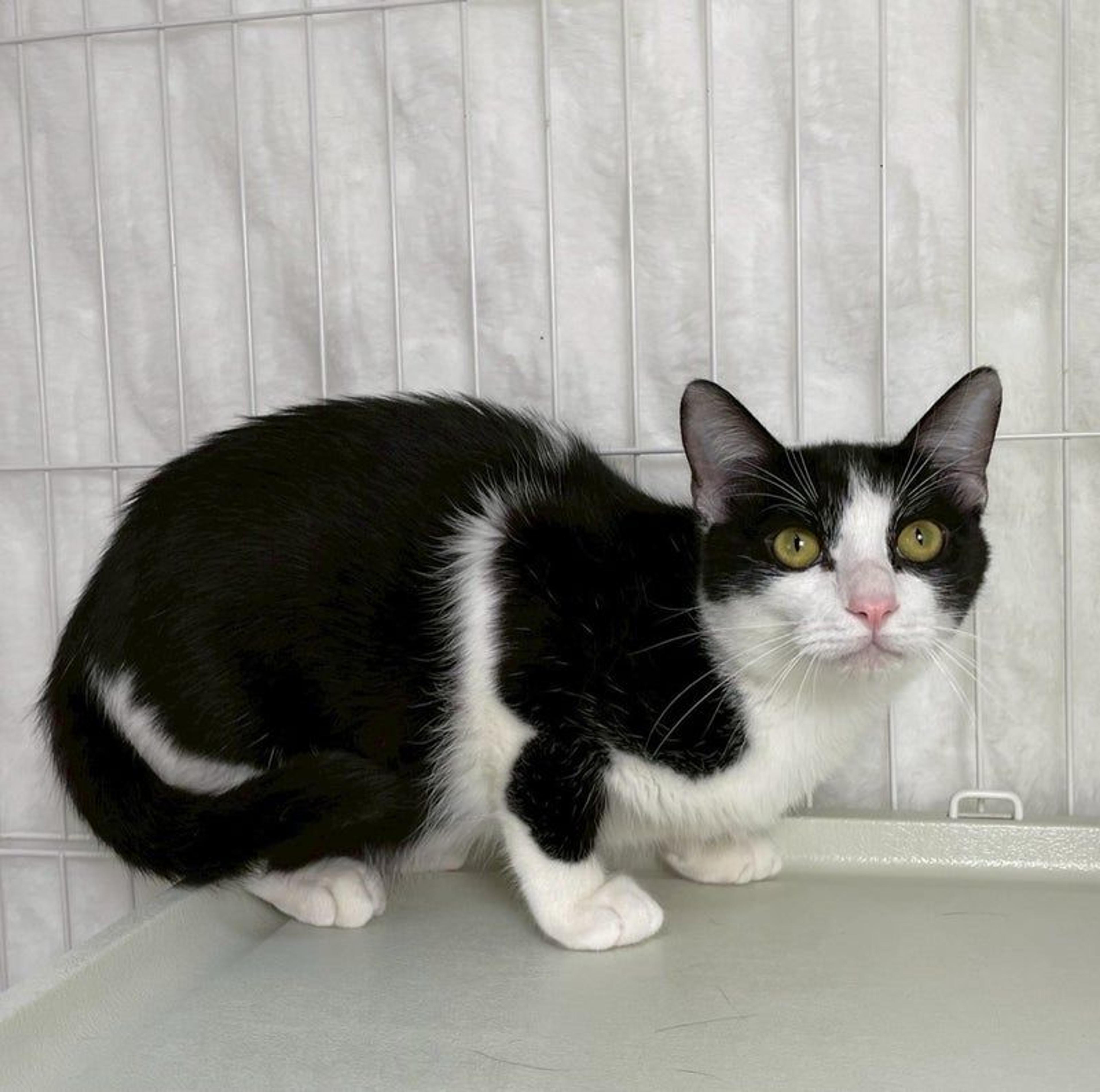pet-image-4