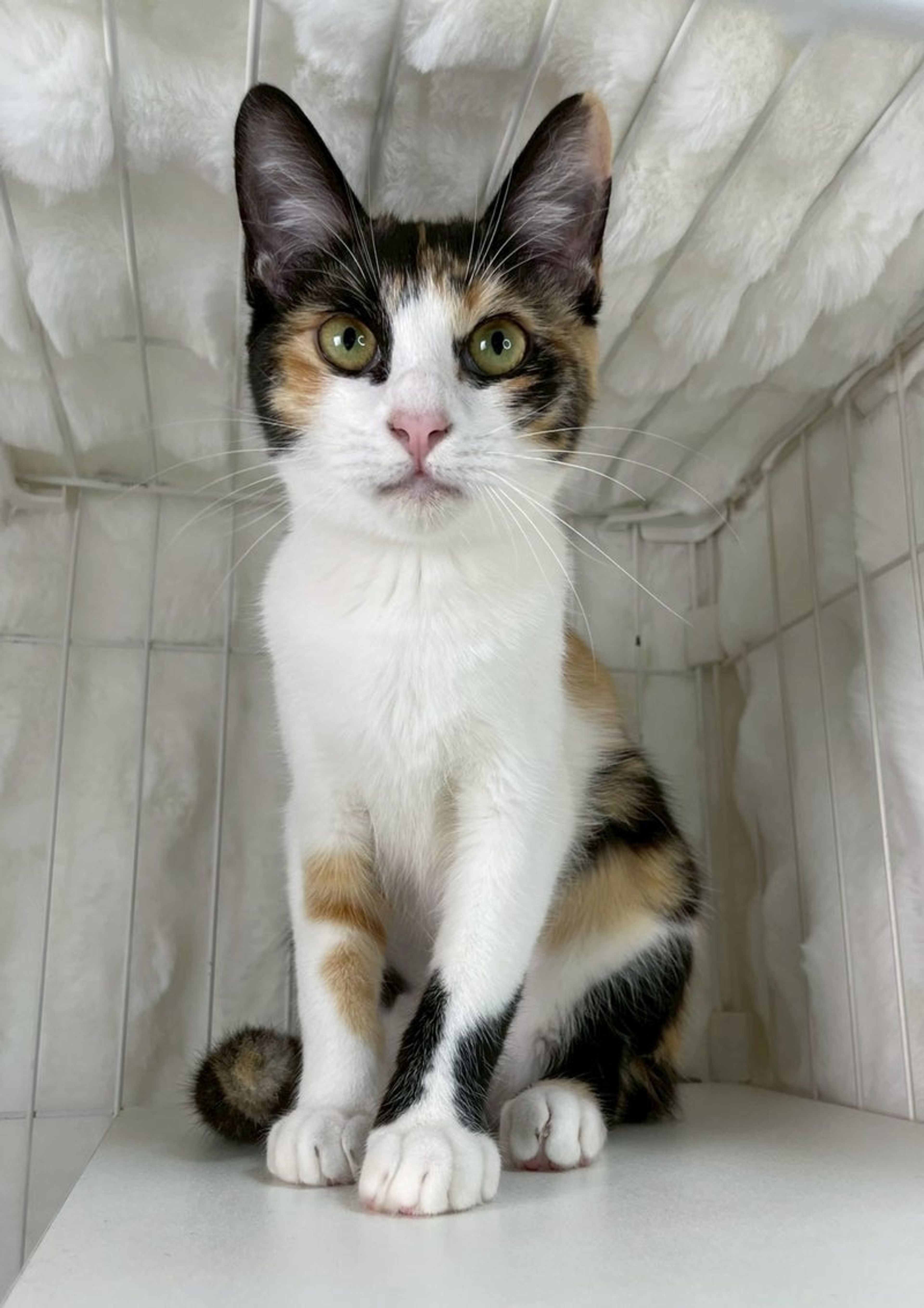 雑種（ミックス猫）・メスの里親募集の写真