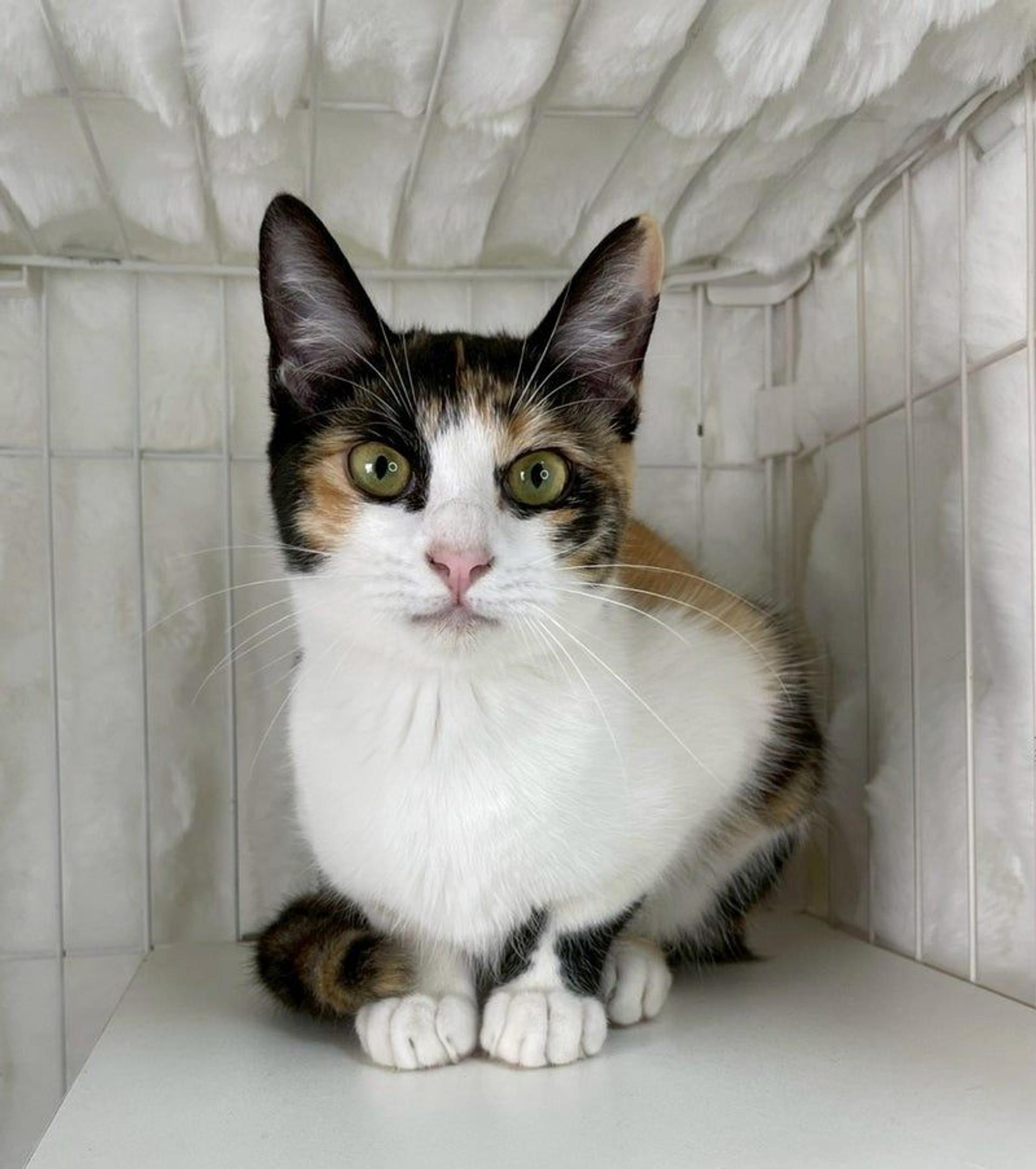 pet-image-2