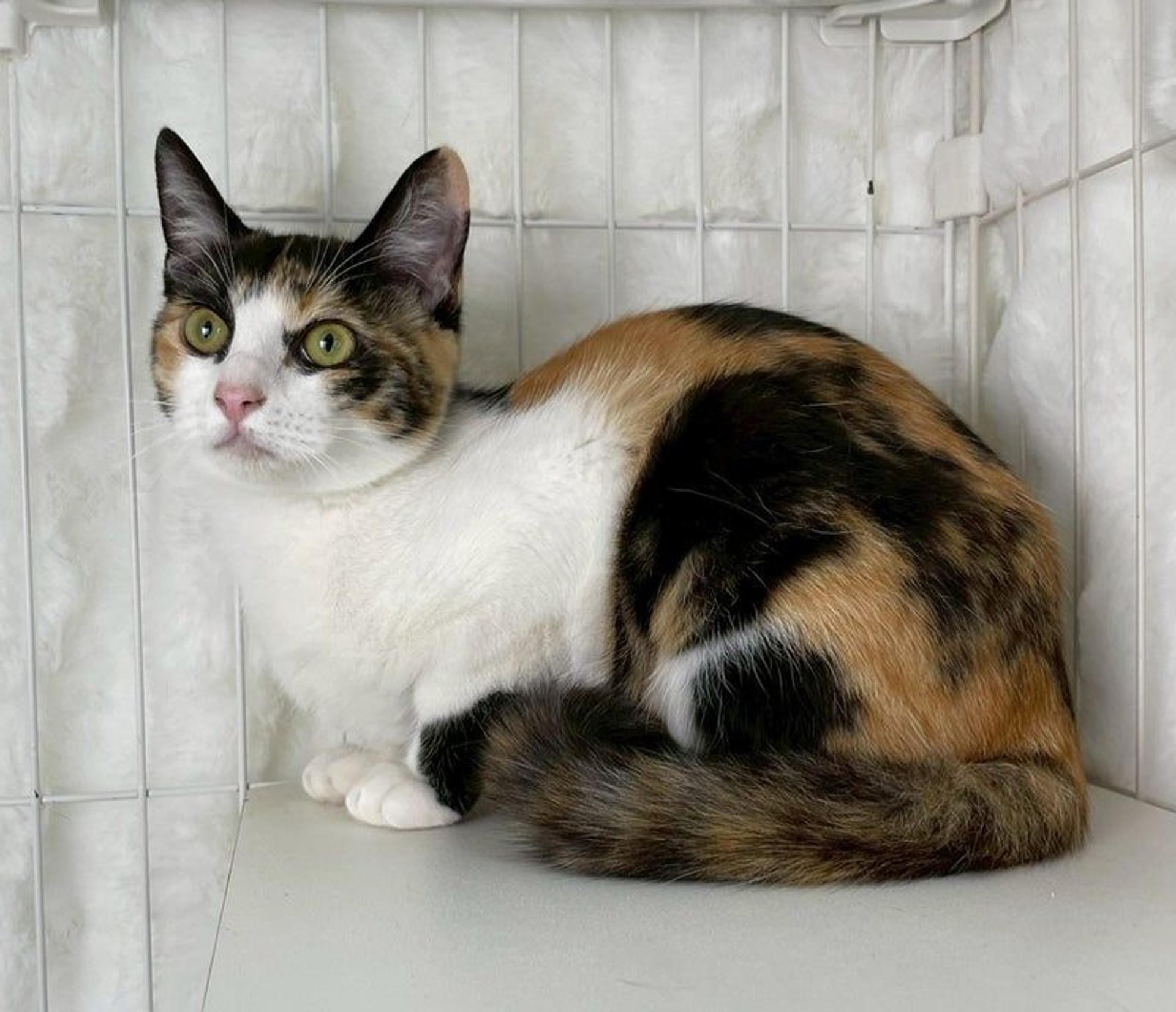 pet-image-4