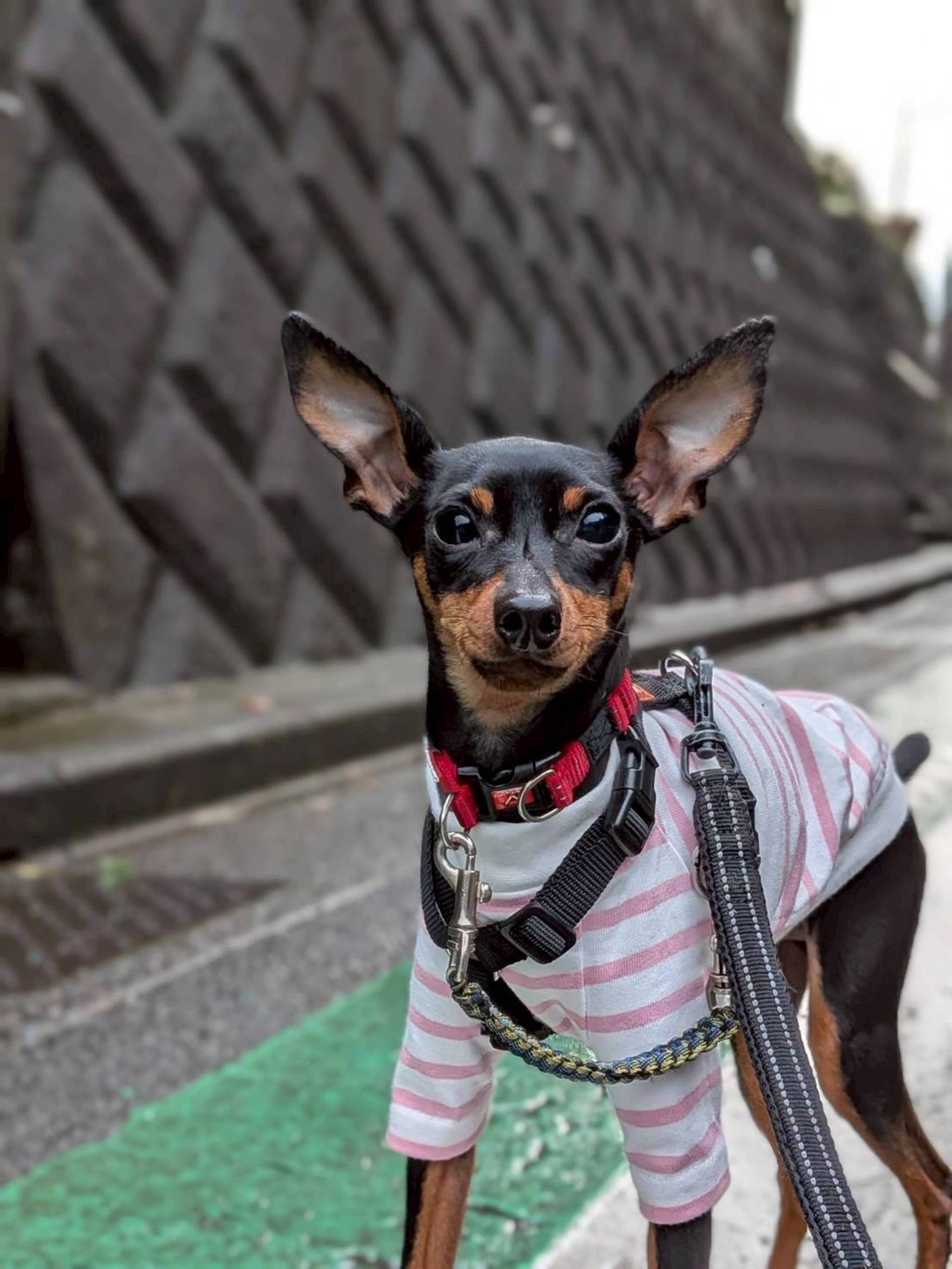 ミニチュア・ピンシャー・オスの里親募集の写真