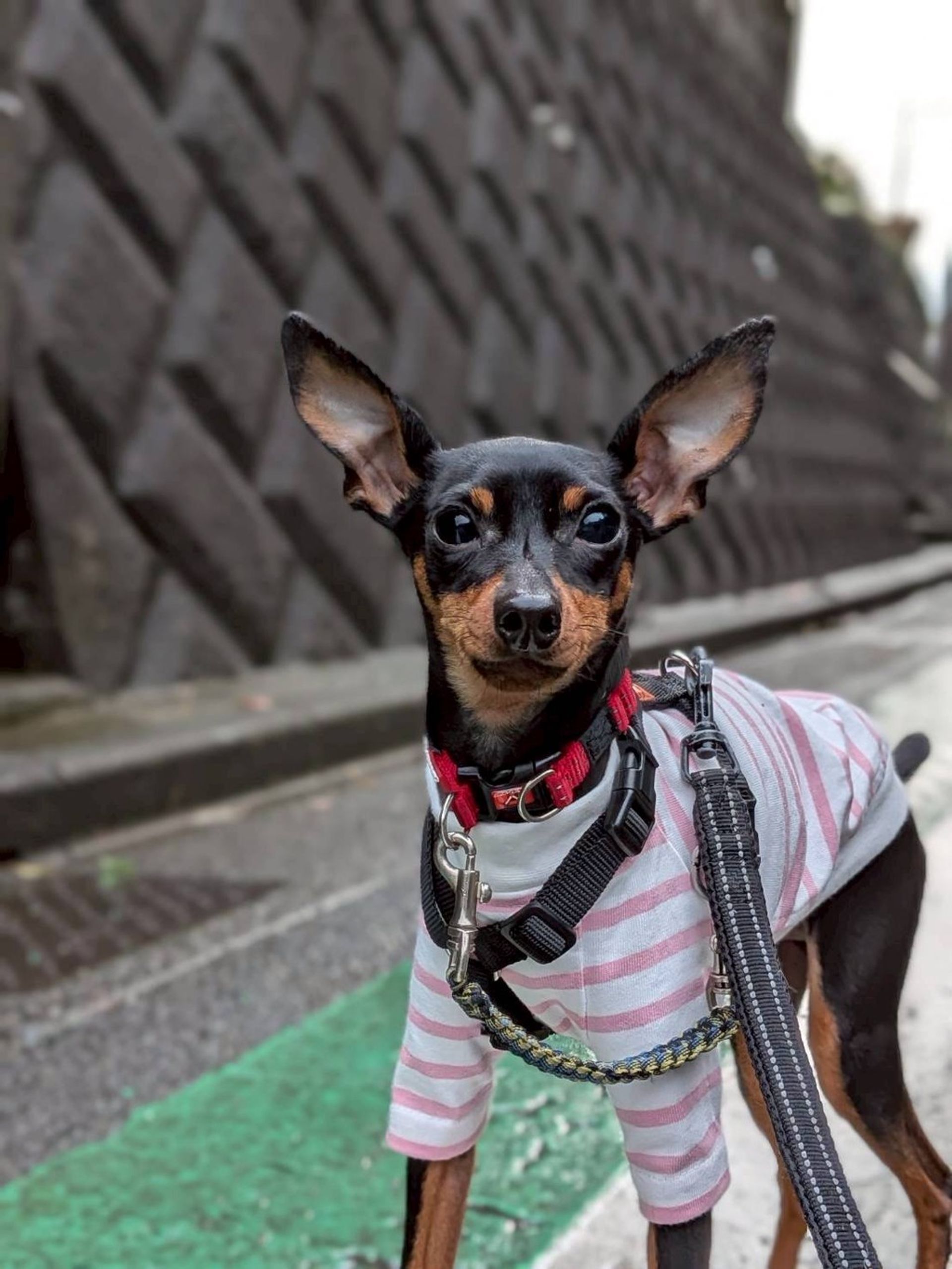 ミニチュア・ピンシャー・オスの里親募集の写真