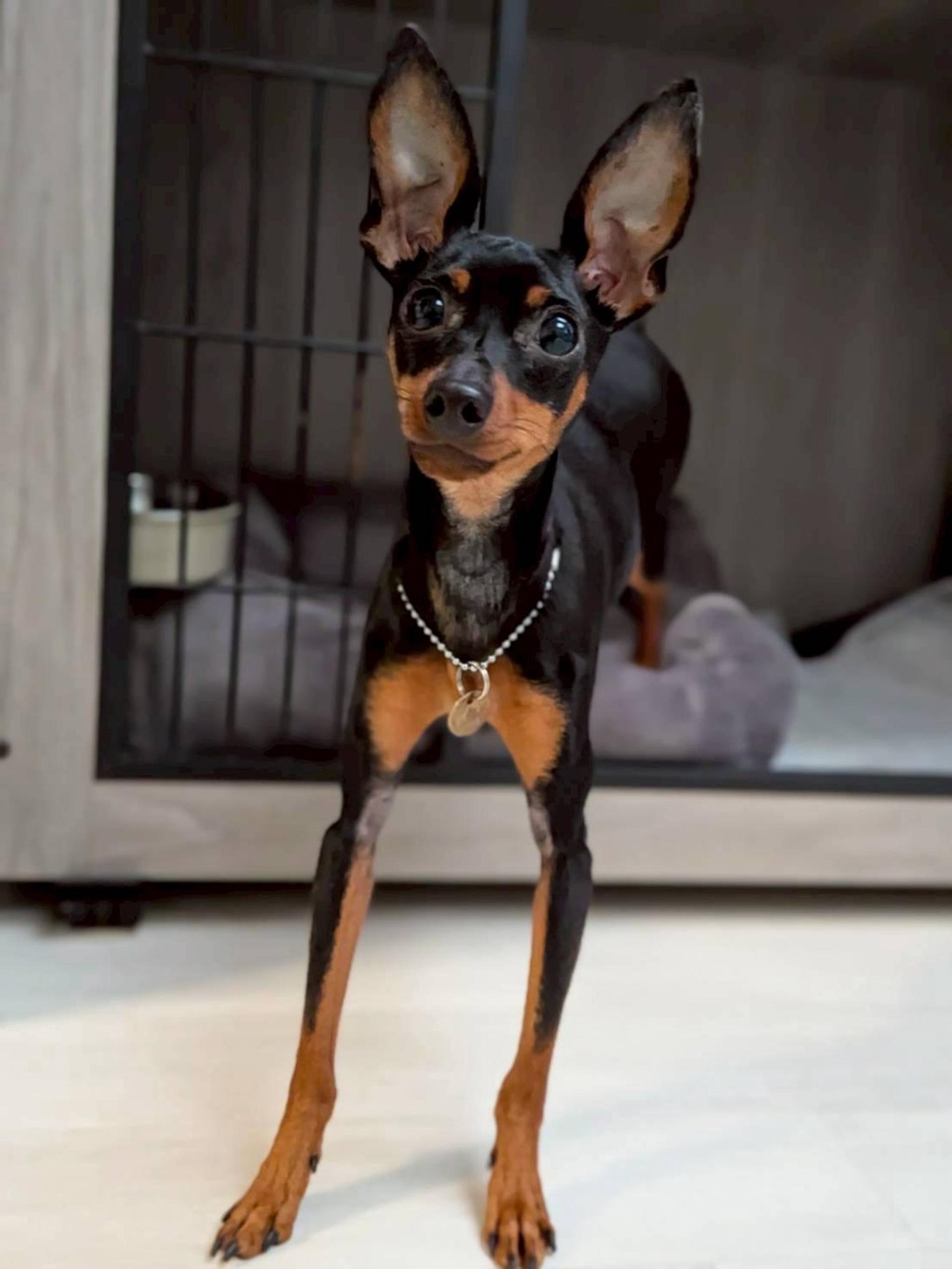 pet-image-2