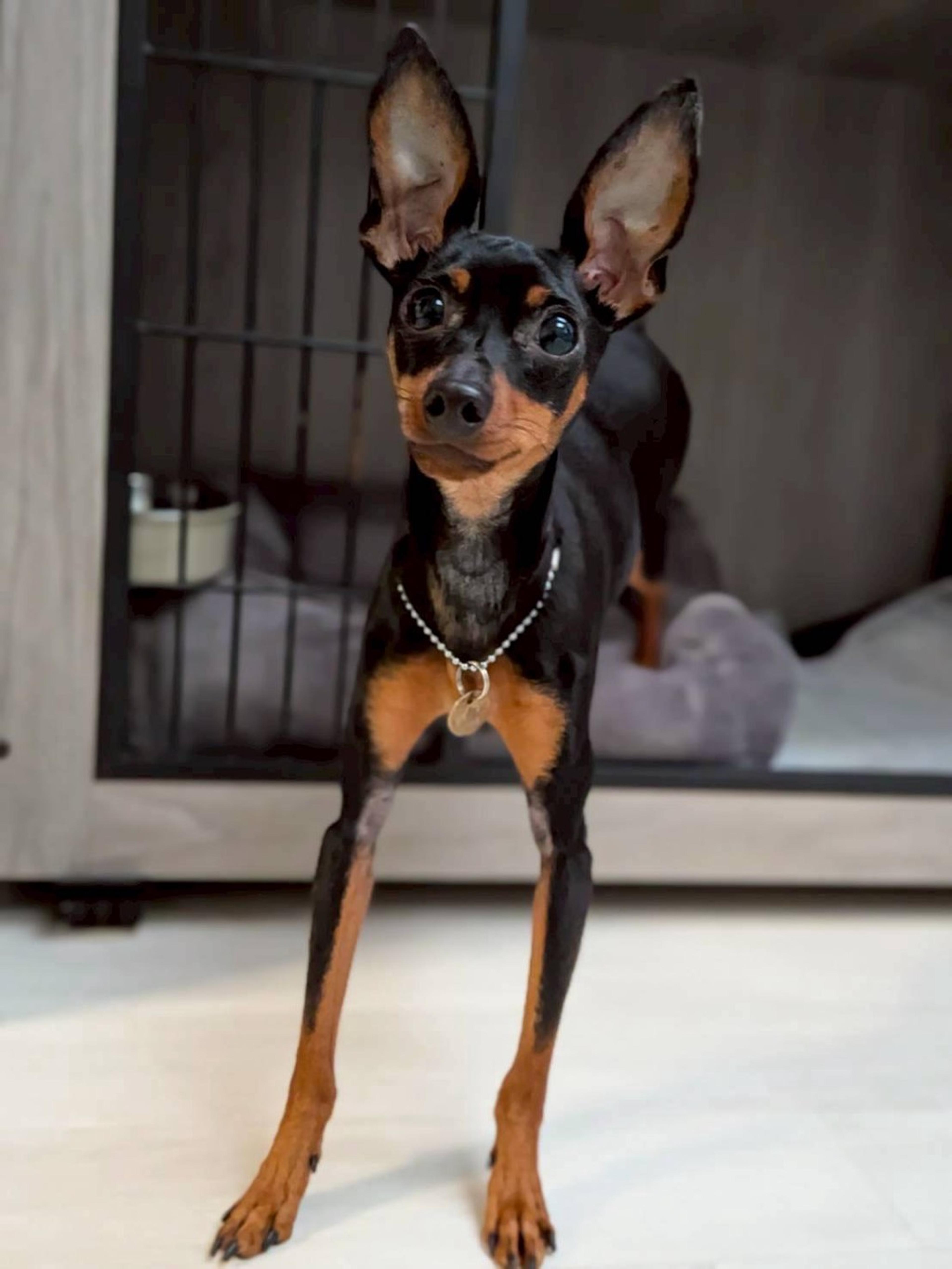 pet-image-2