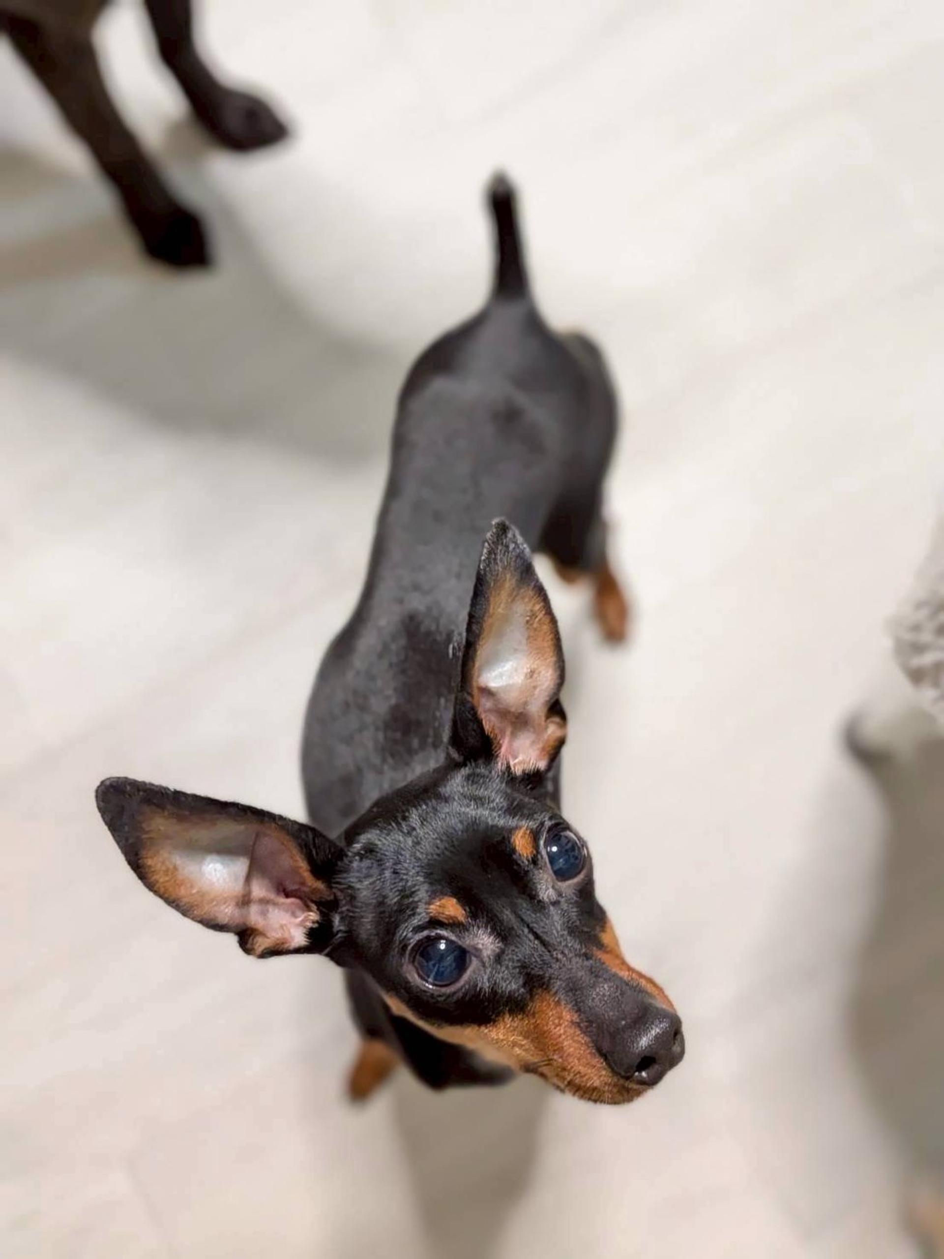 pet-image-3