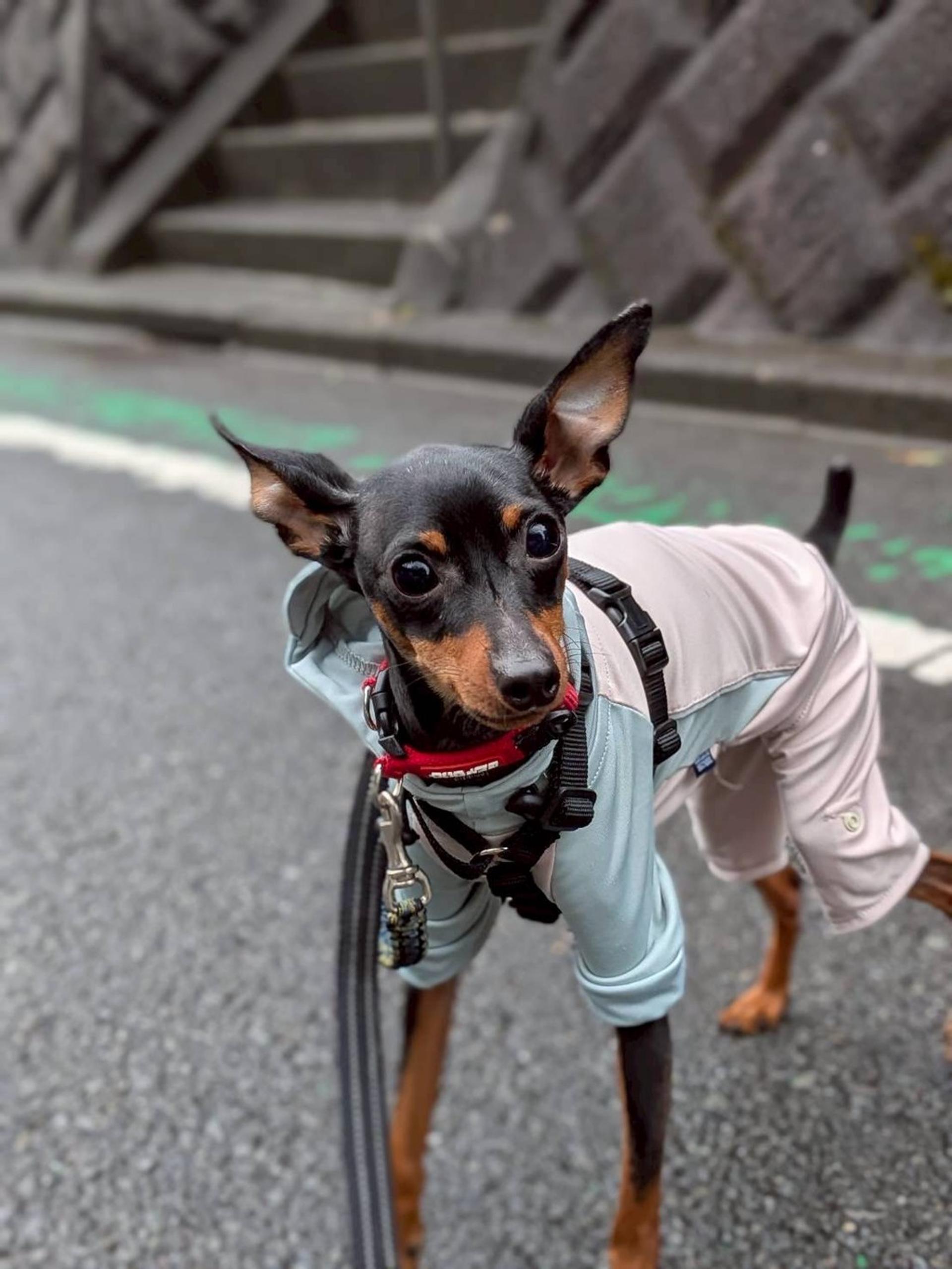 pet-image-4