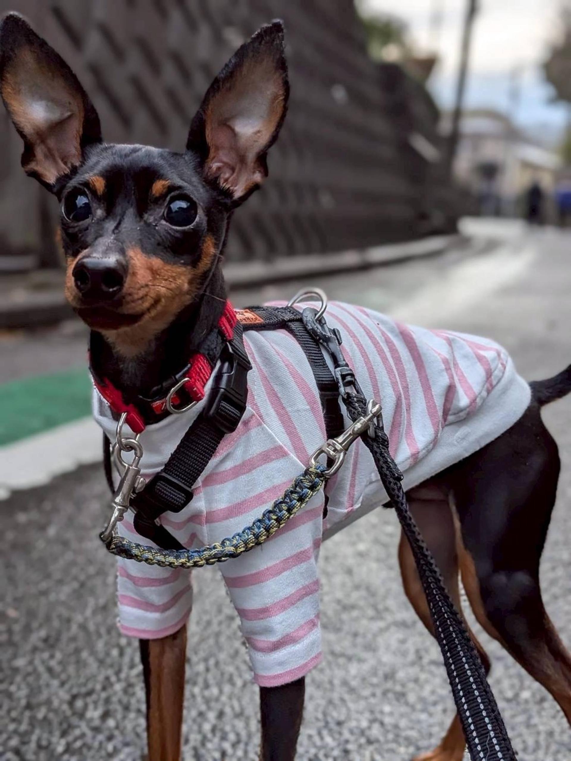 pet-image-5