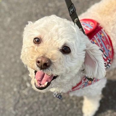 トイプードル・メスの里親募集の写真