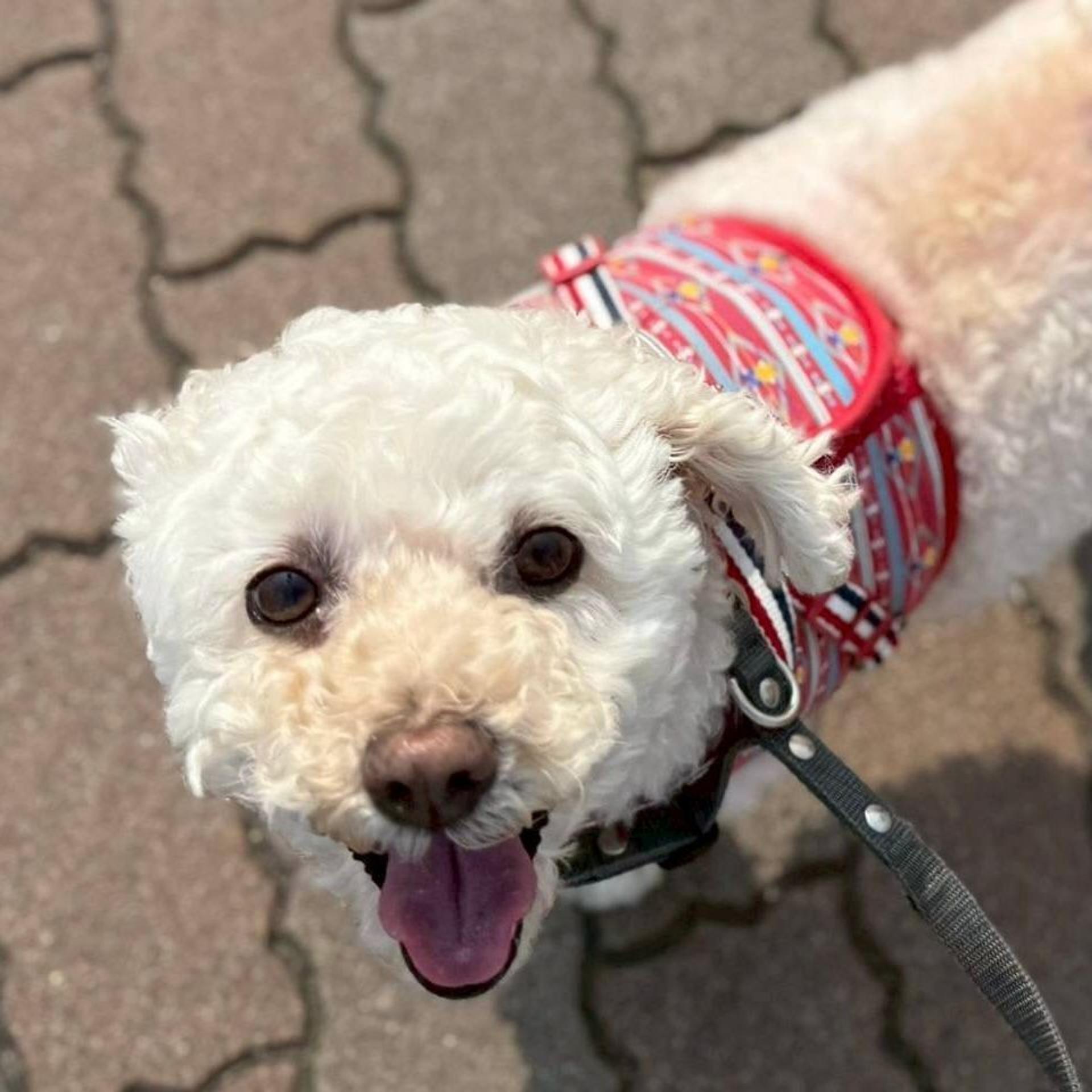 pet-image-2