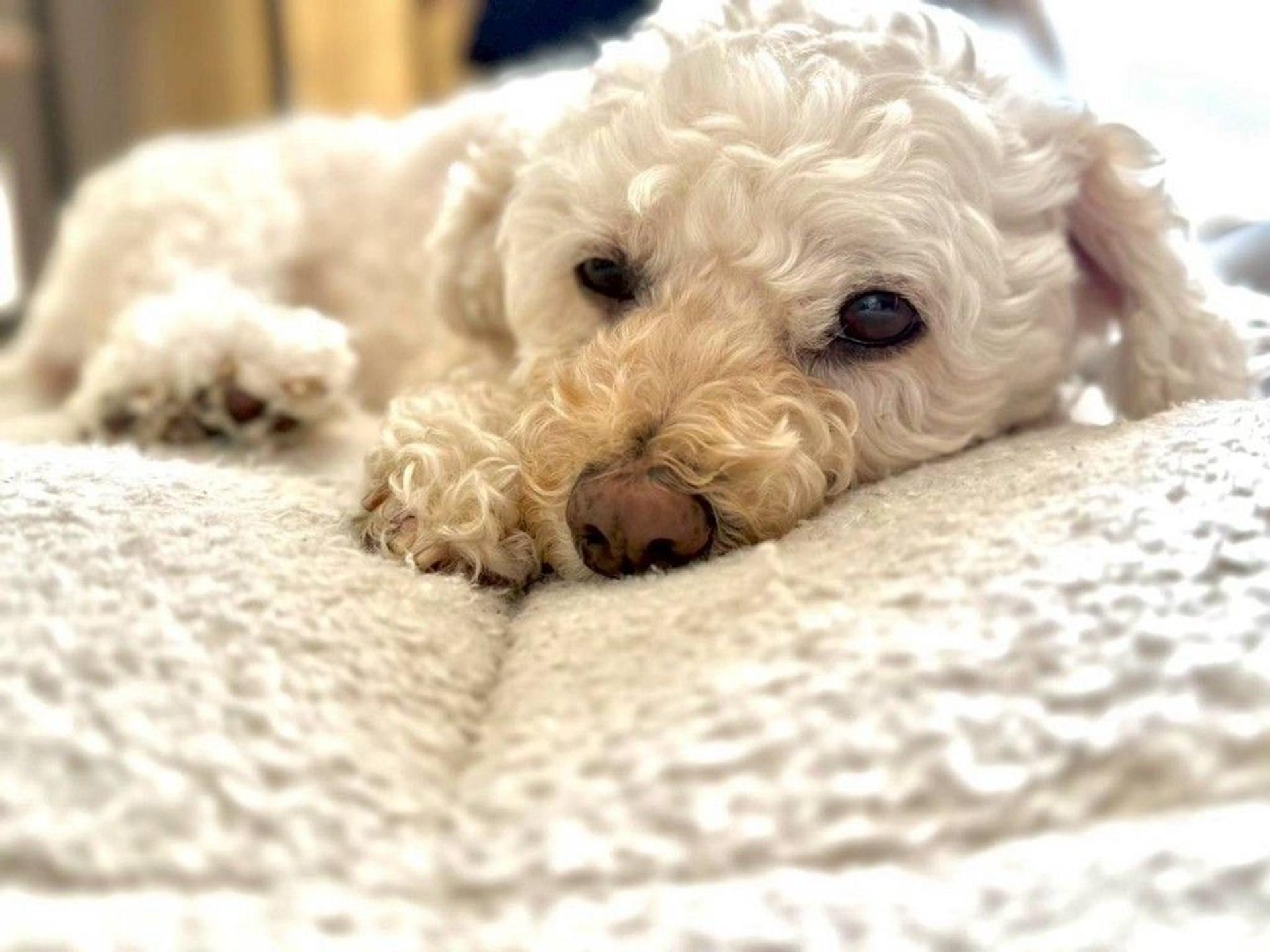 pet-image-6