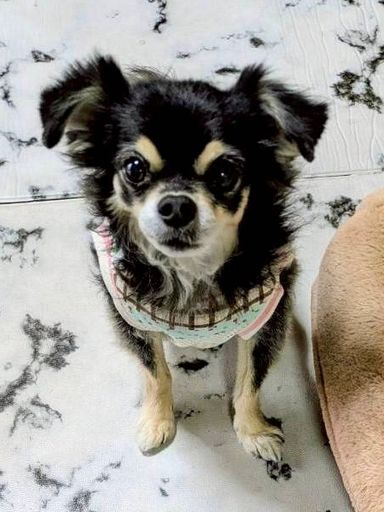 チワワ・メスの里親募集の写真