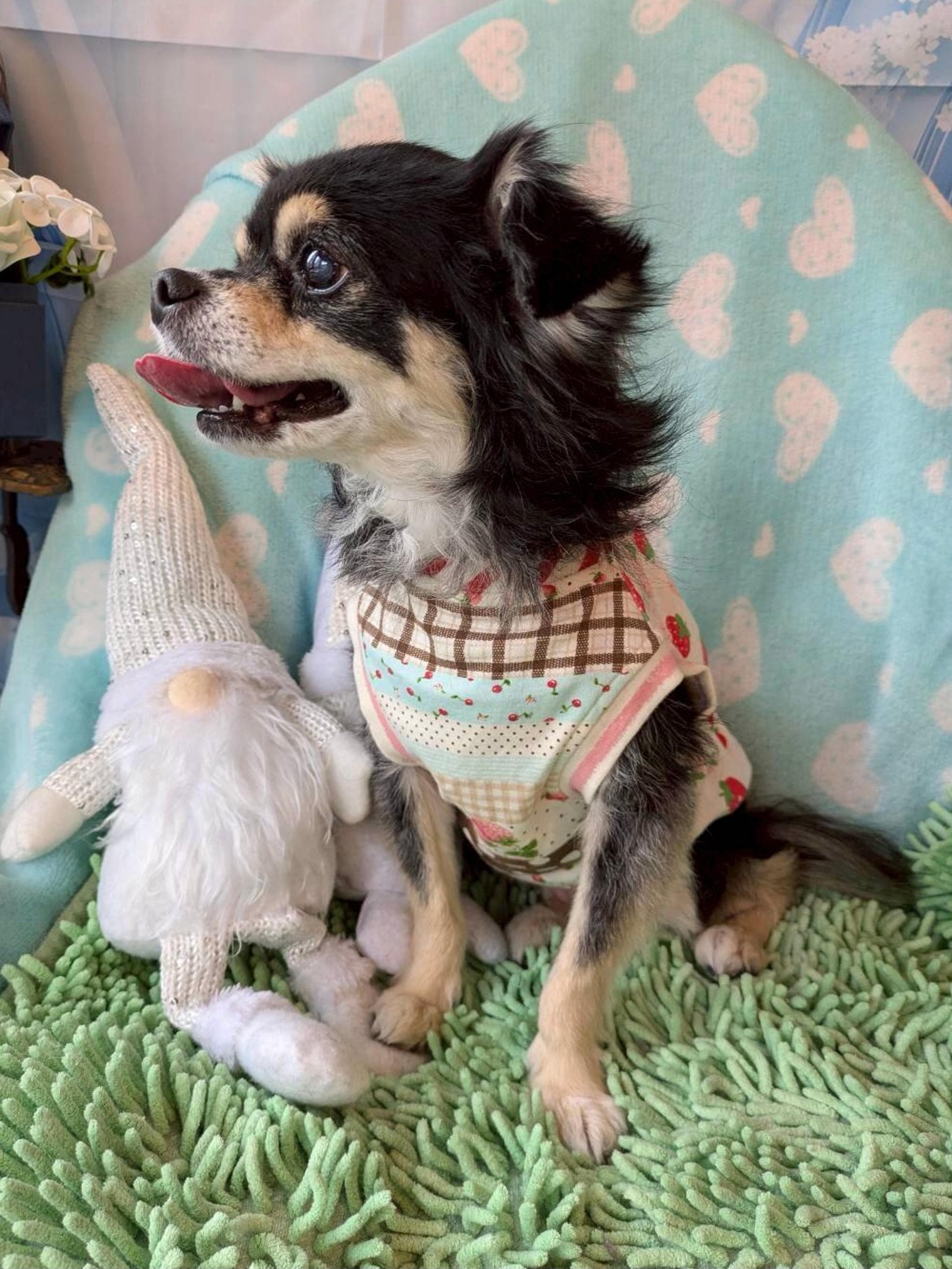 pet-image-2