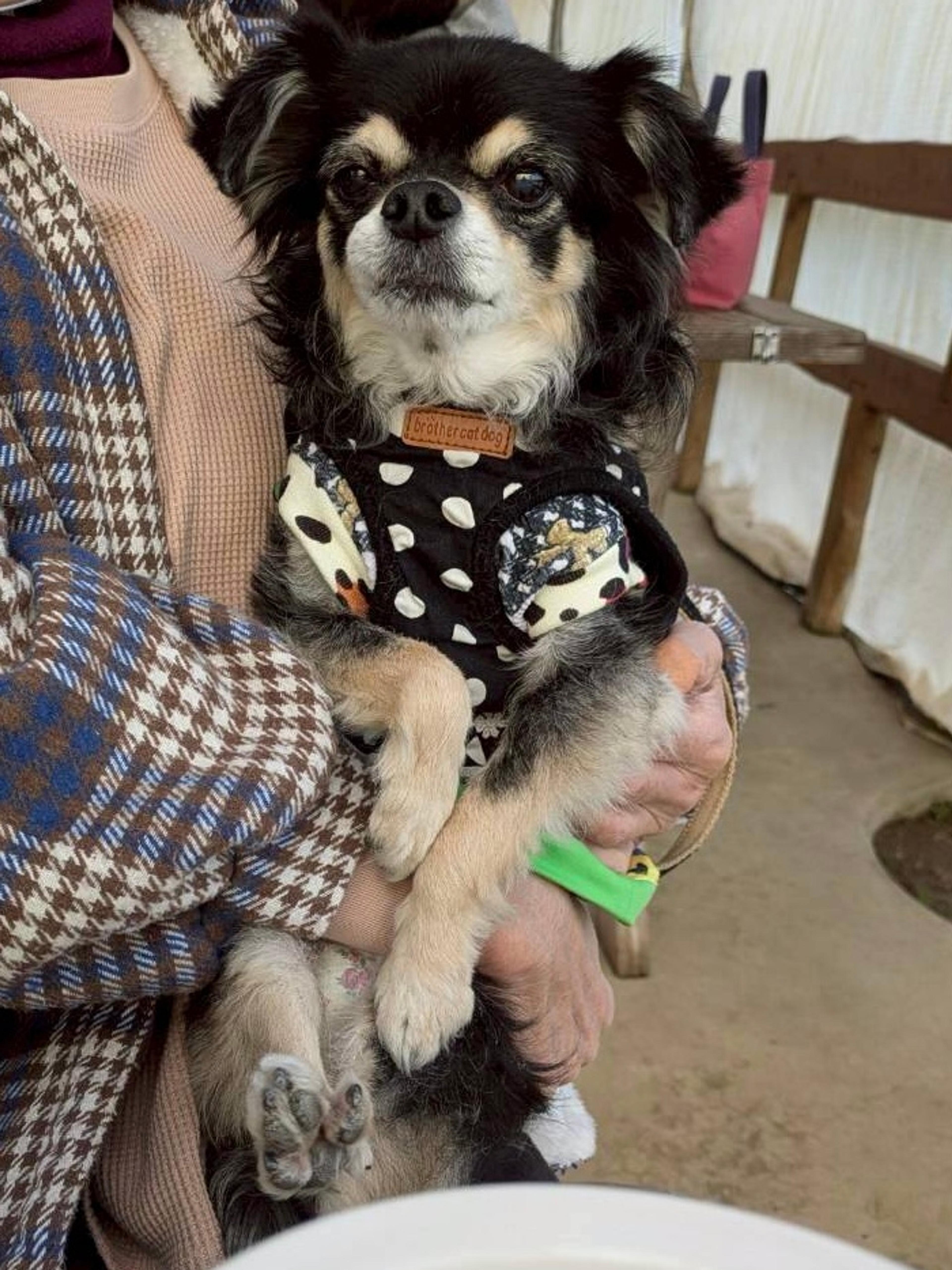 pet-image-3