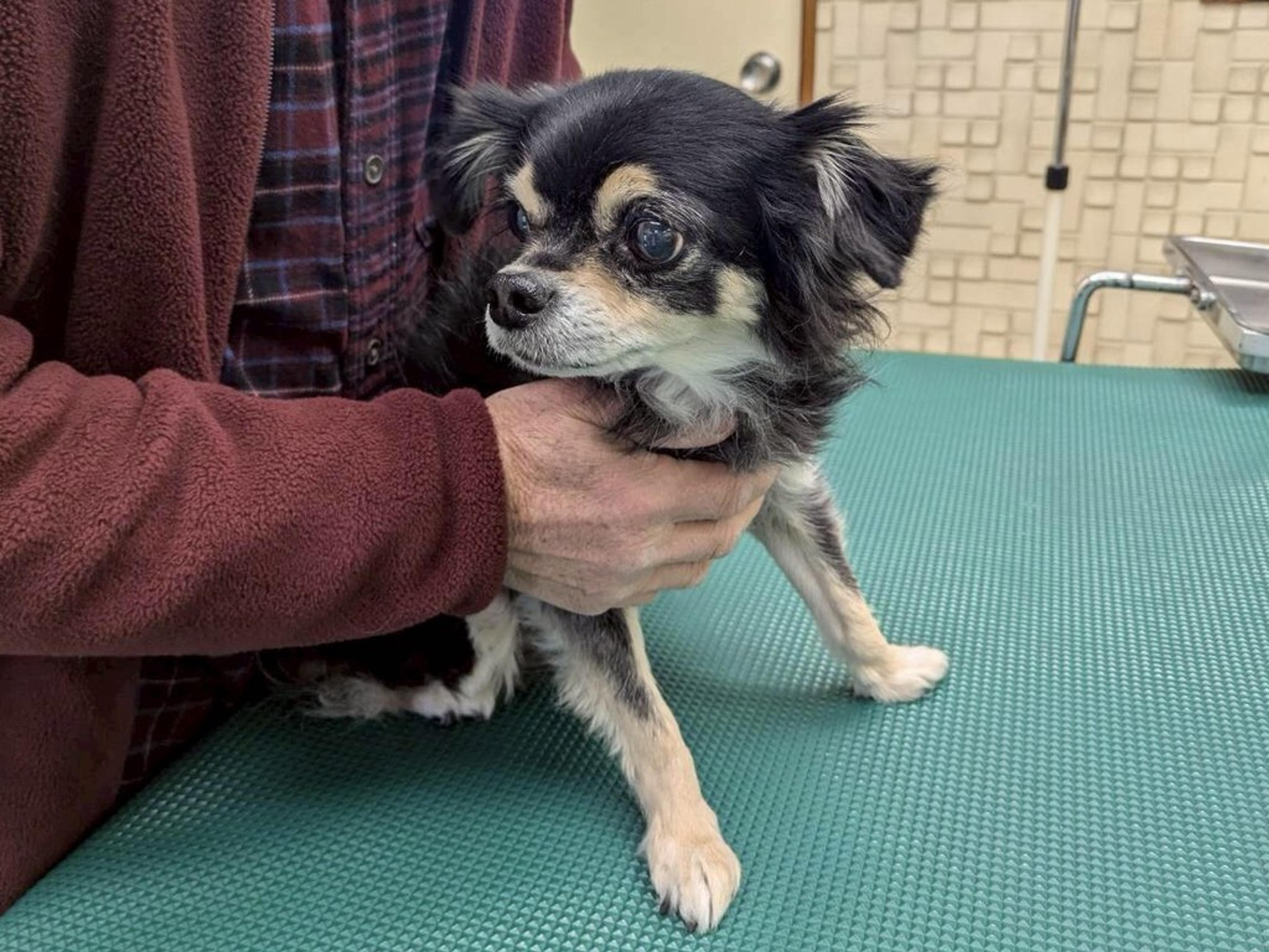pet-image-4