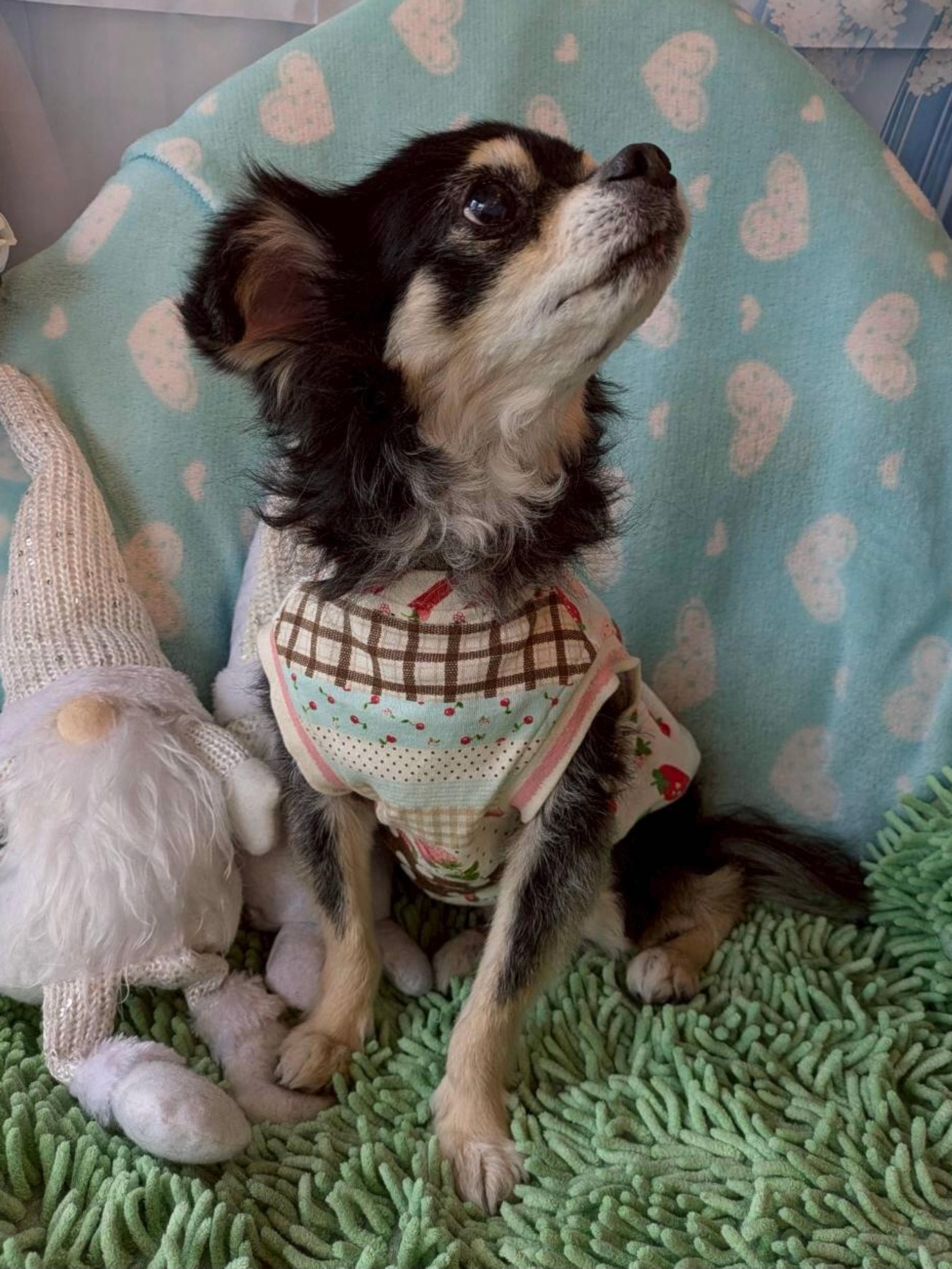 pet-image-5