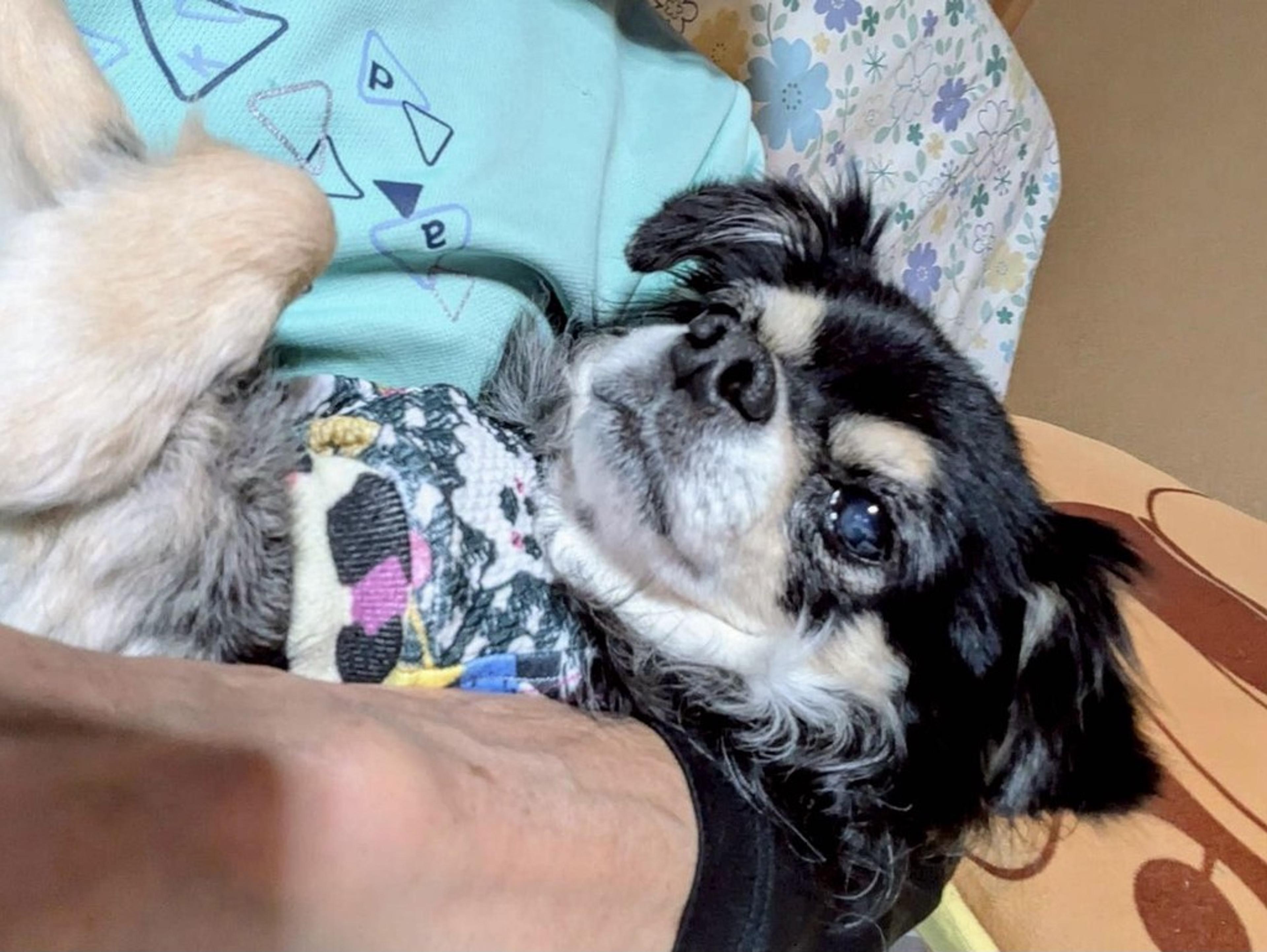pet-image-6