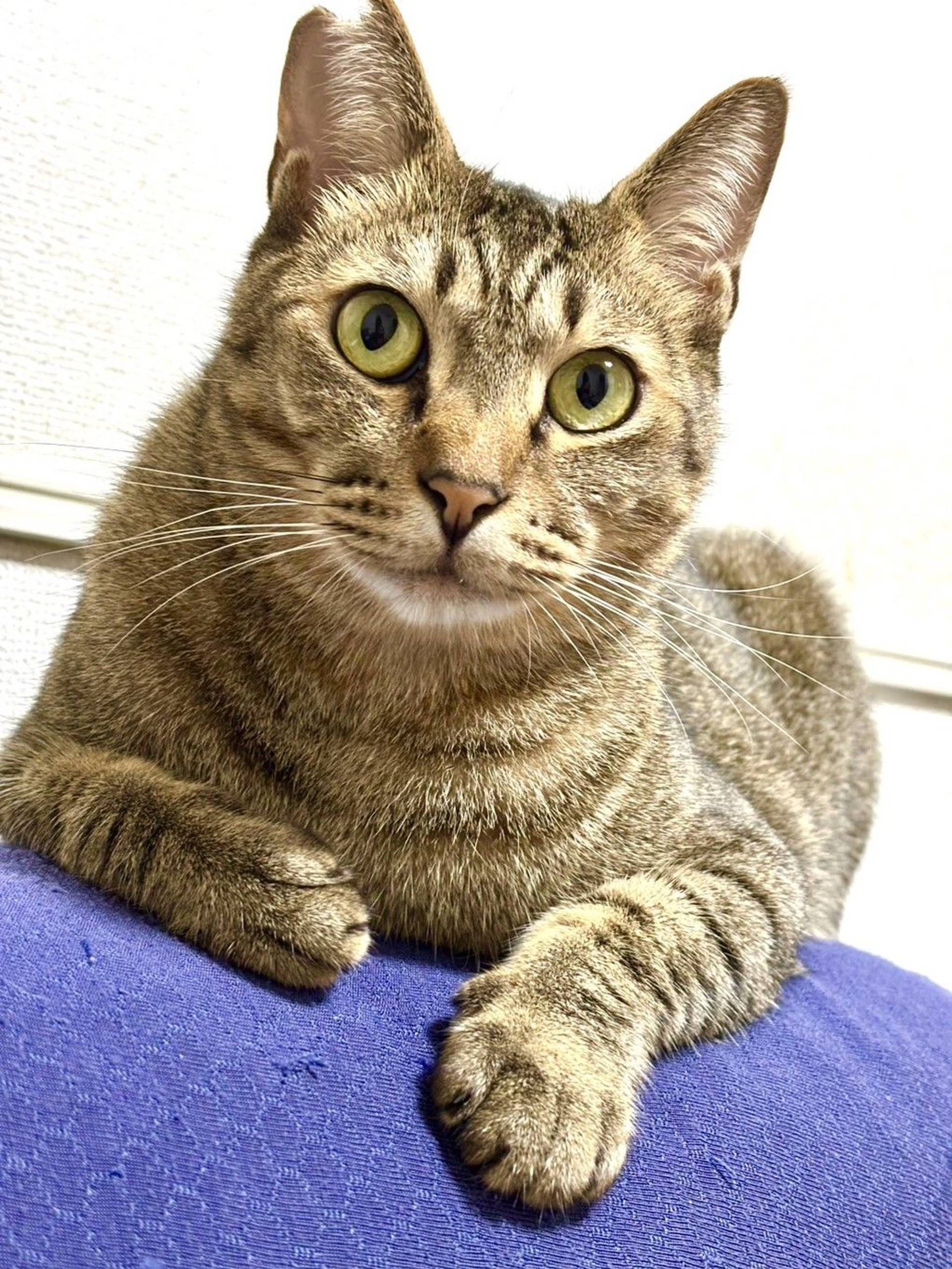 雑種（ミックス猫）・オスの里親募集の写真