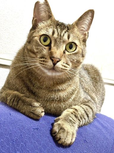 雑種（ミックス猫）・オスの里親募集の写真