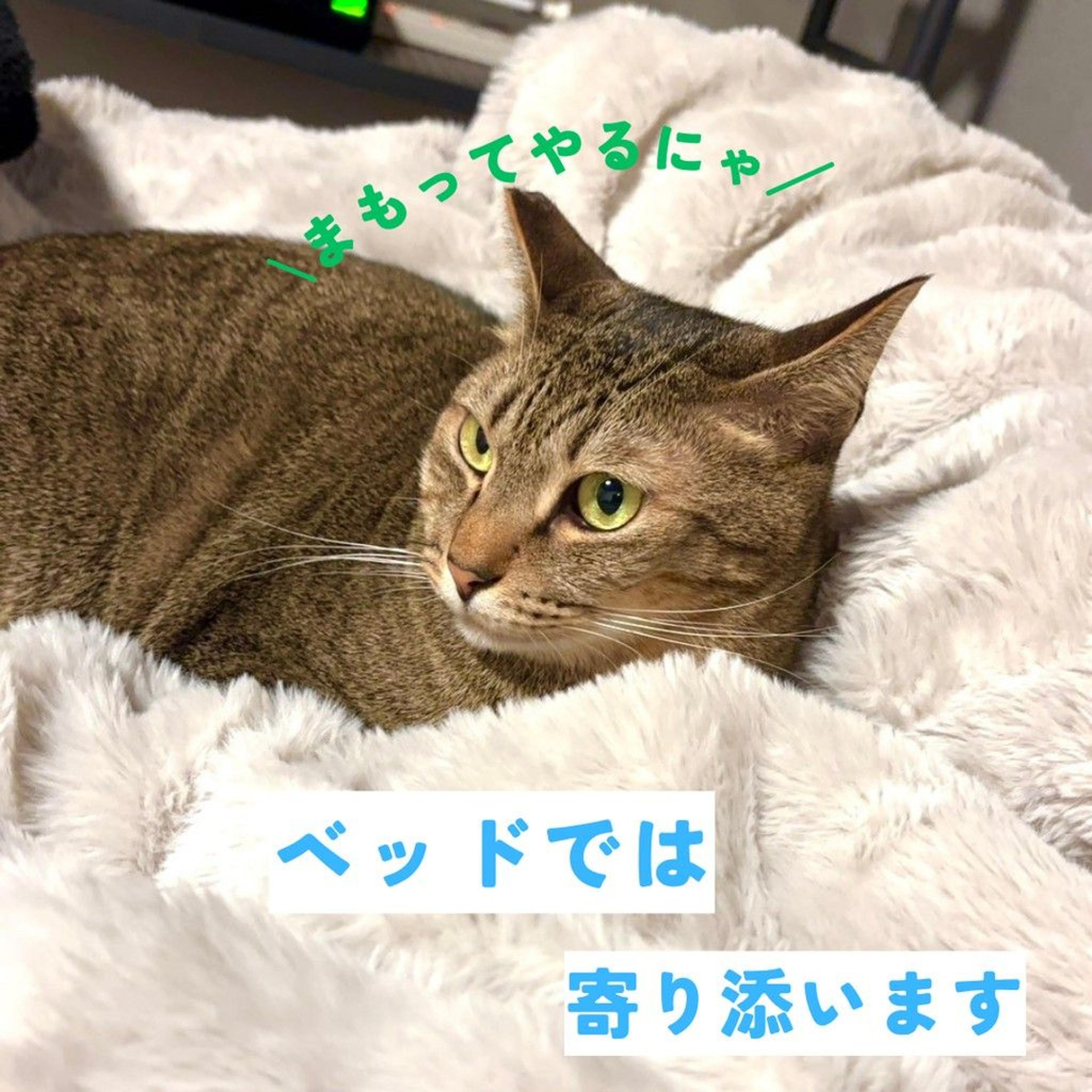 pet-image-3