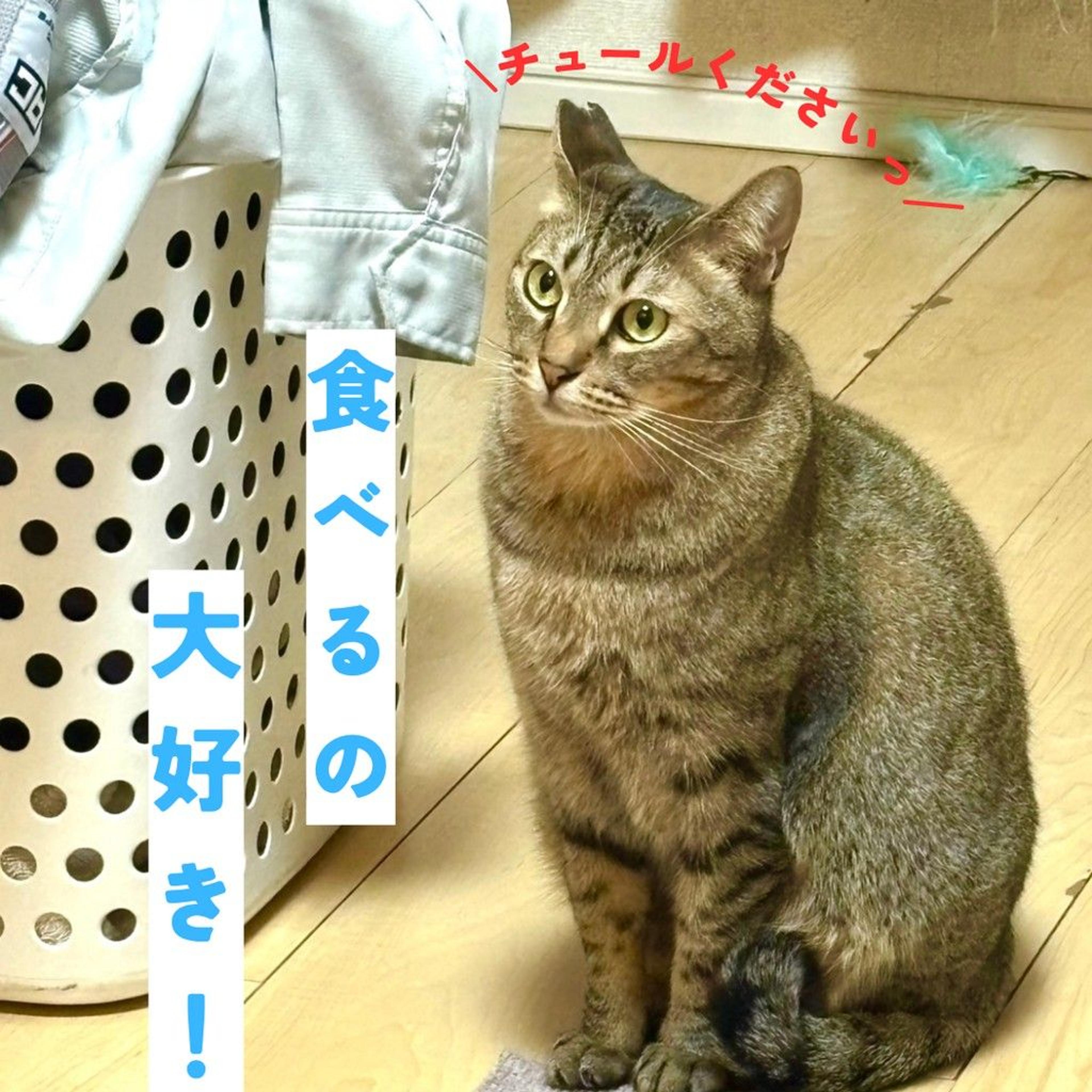 pet-image-4