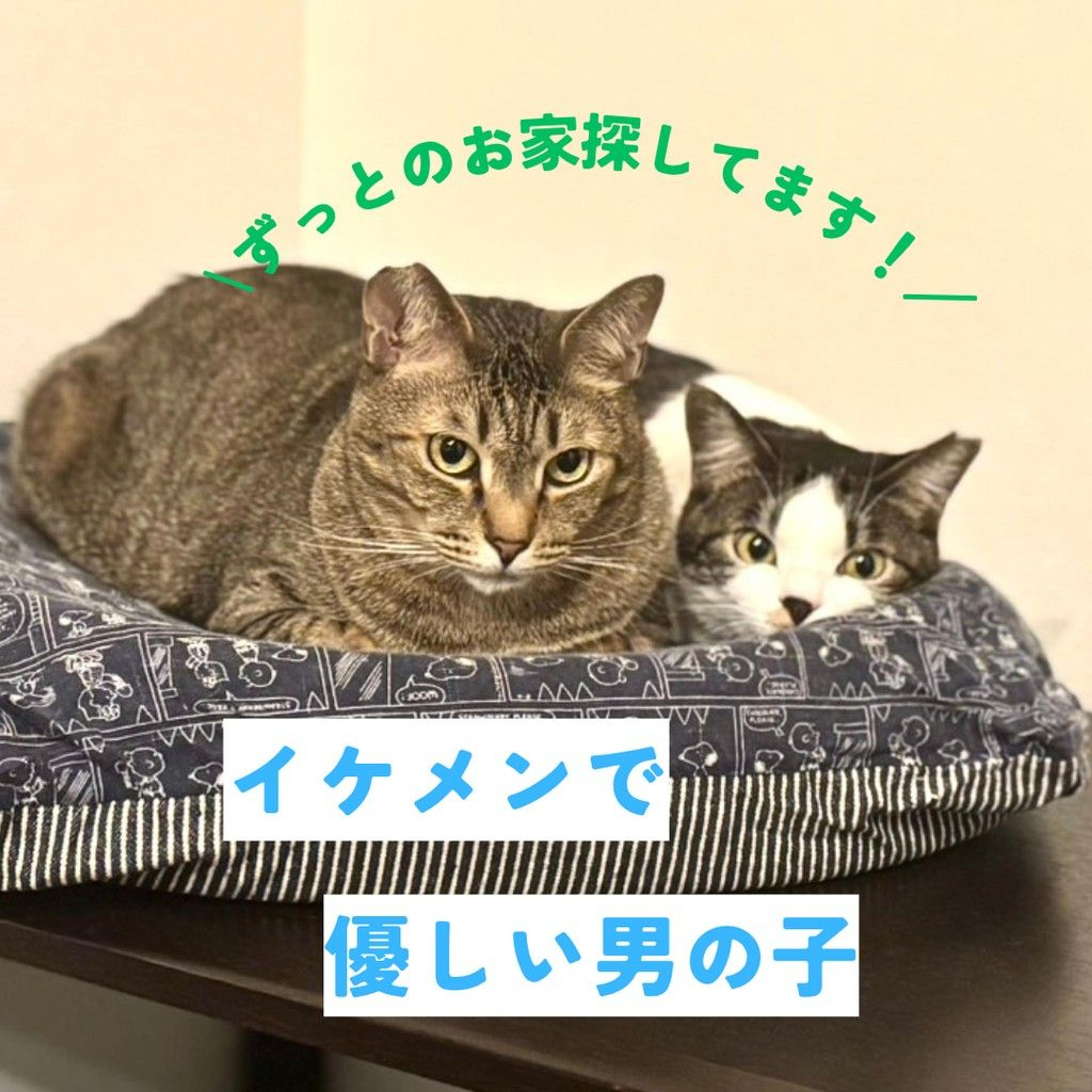 pet-image-5