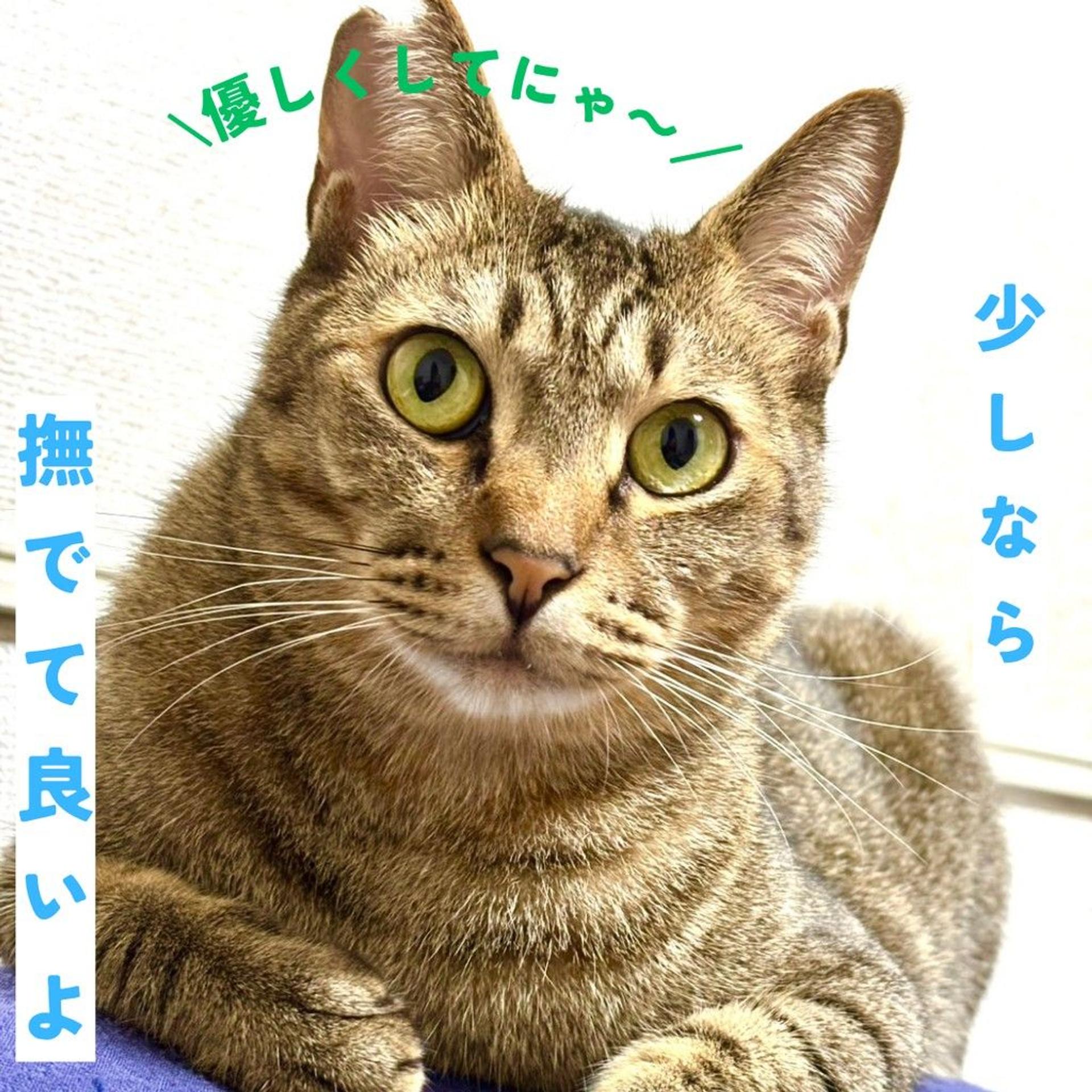 pet-image-6