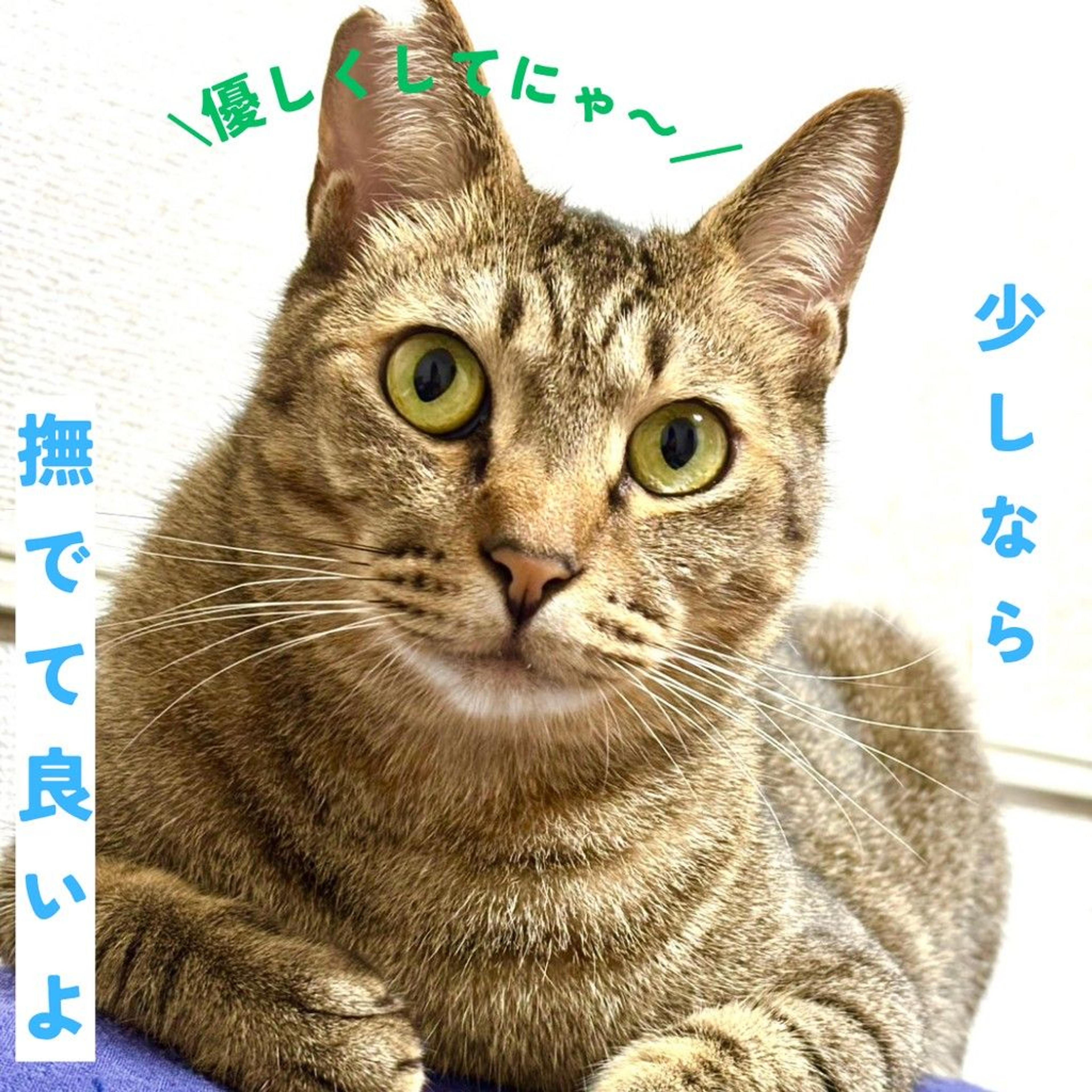 pet-image-6