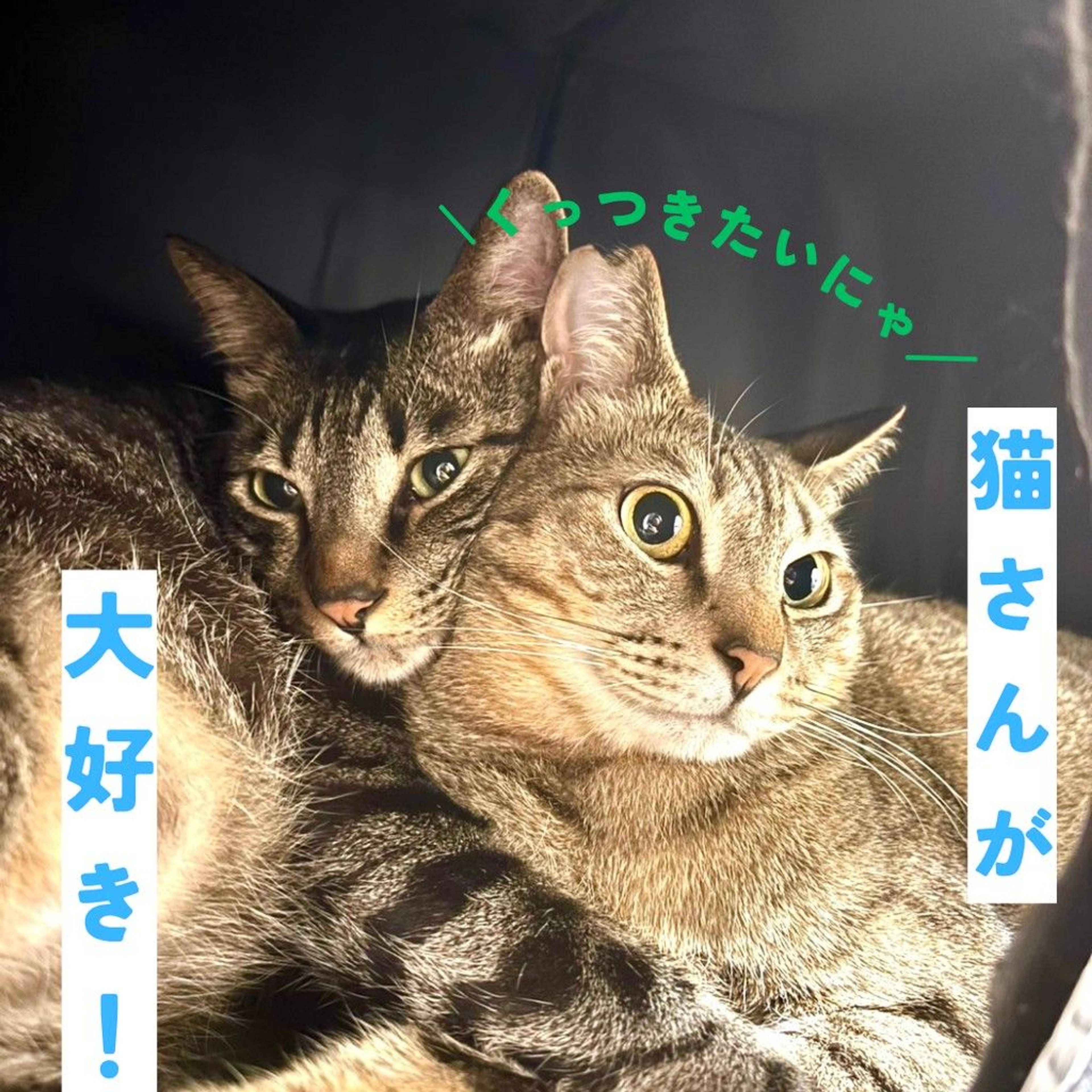 pet-image-7