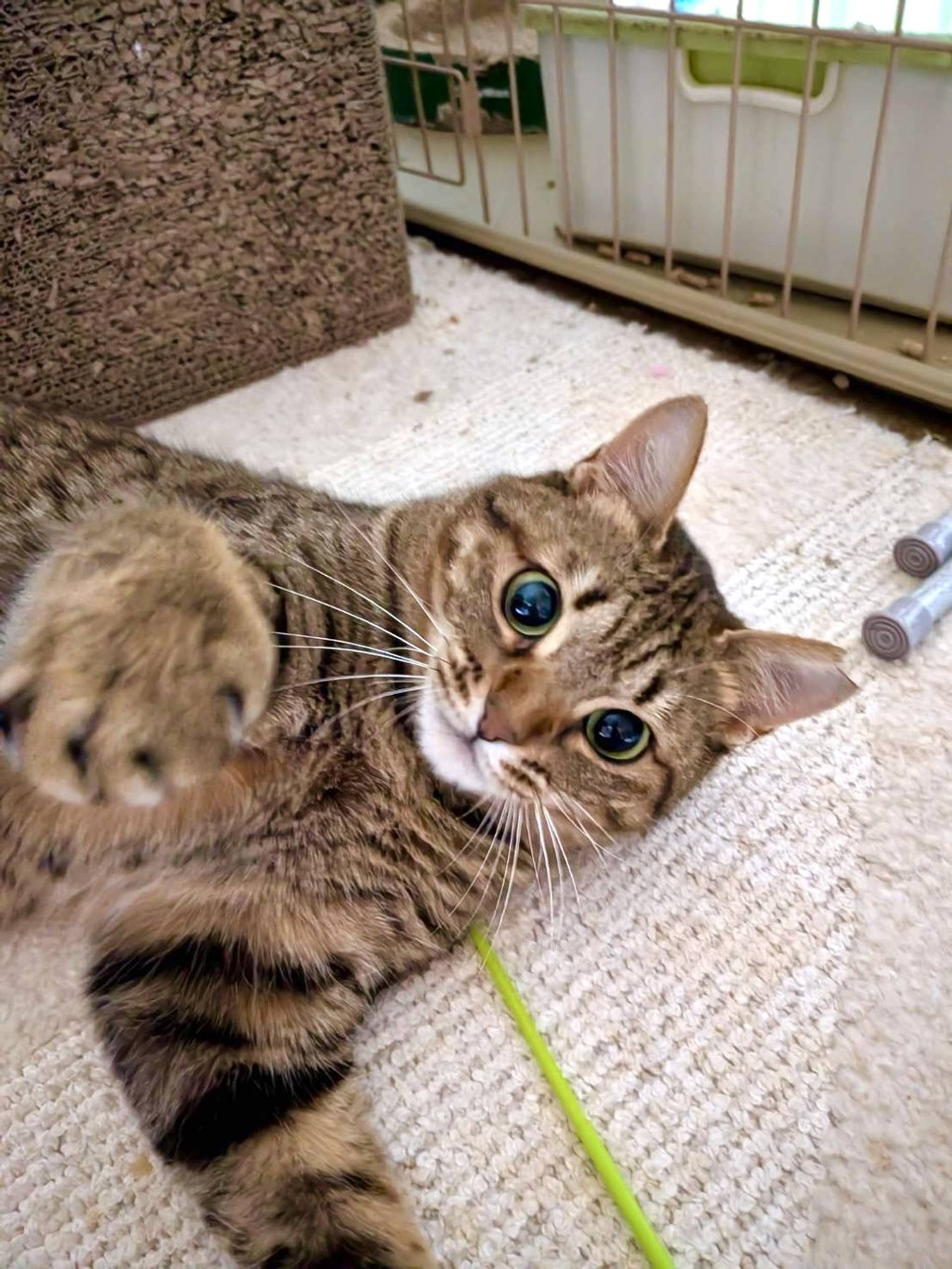雑種（ミックス猫）・メスの里親募集の写真