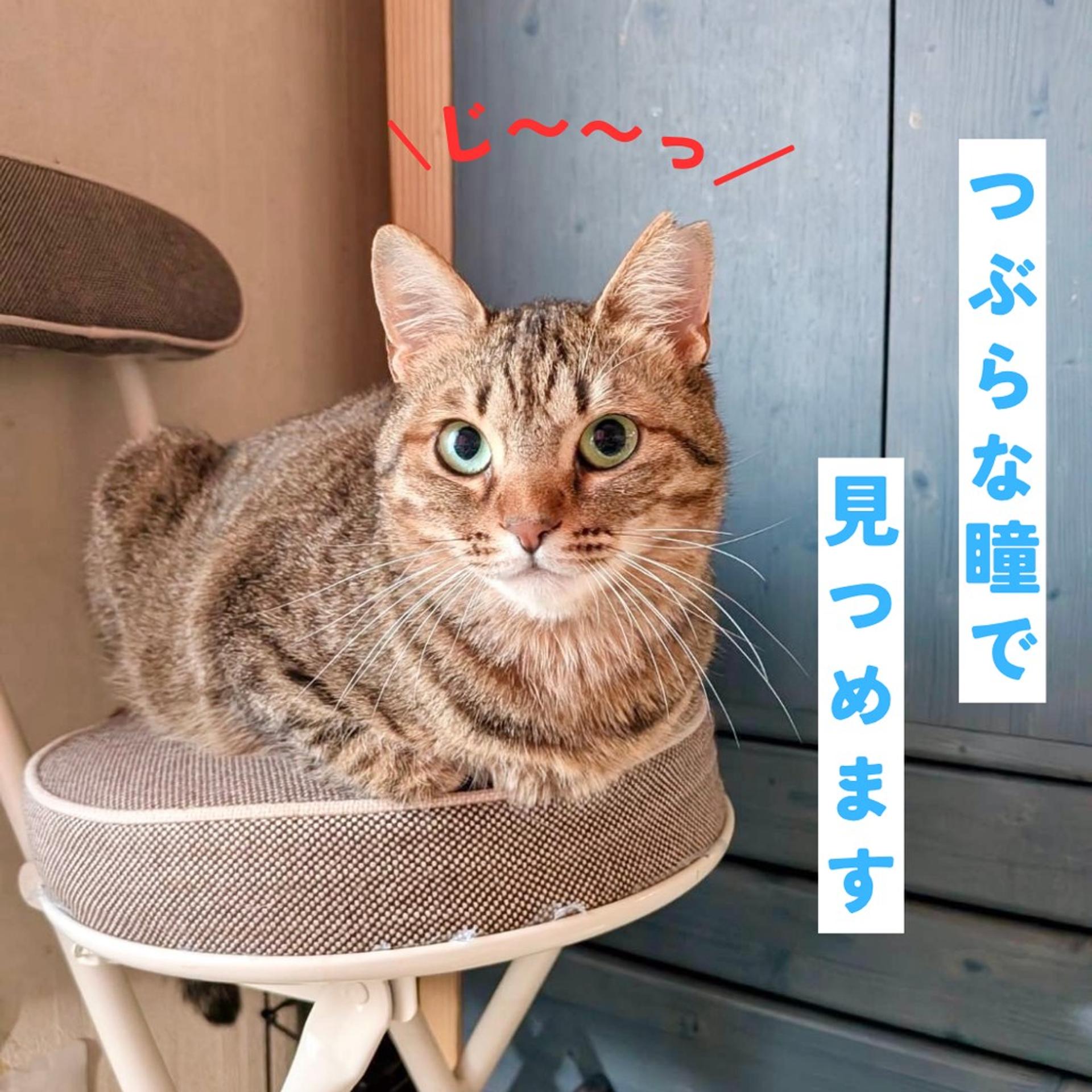 pet-image-3