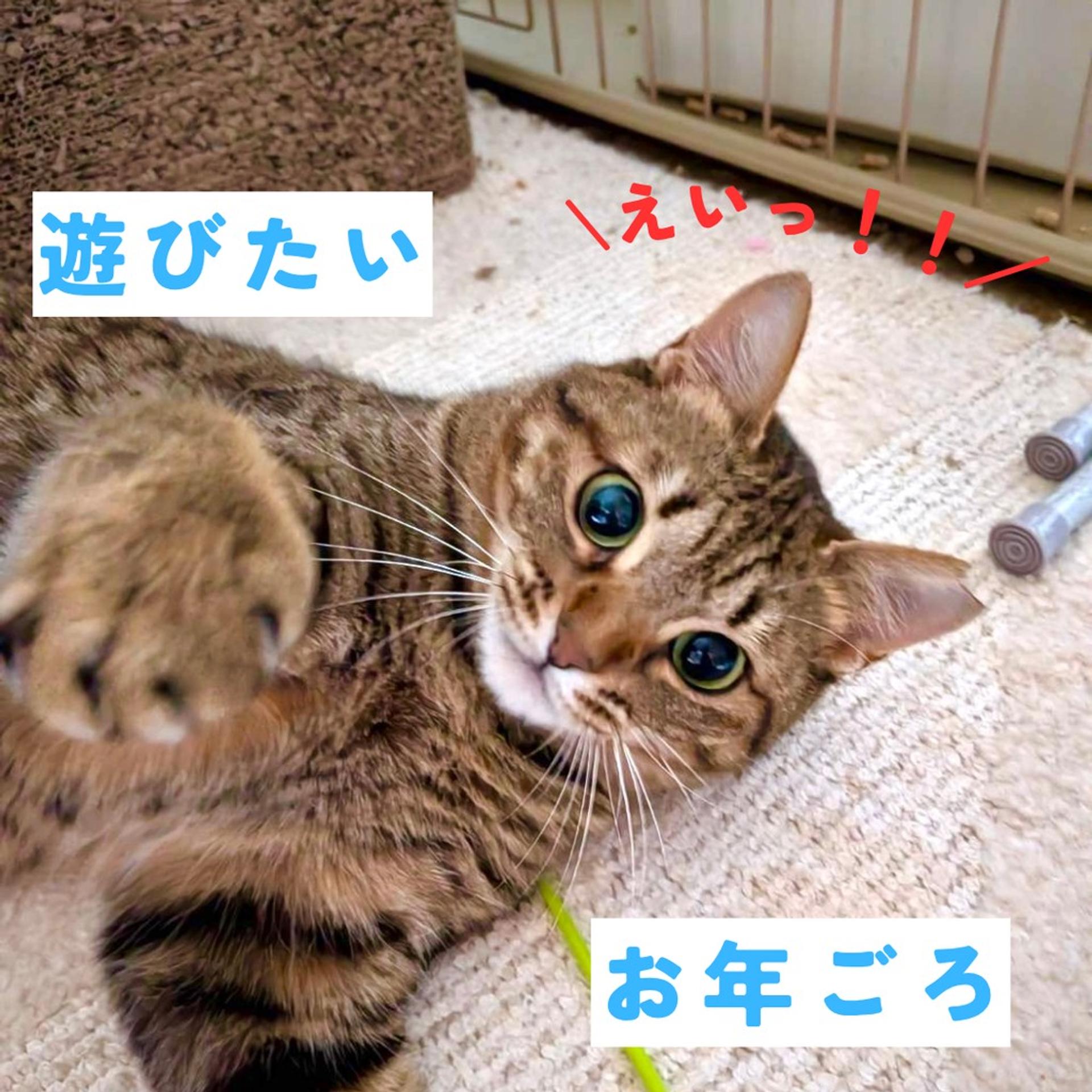 pet-image-6