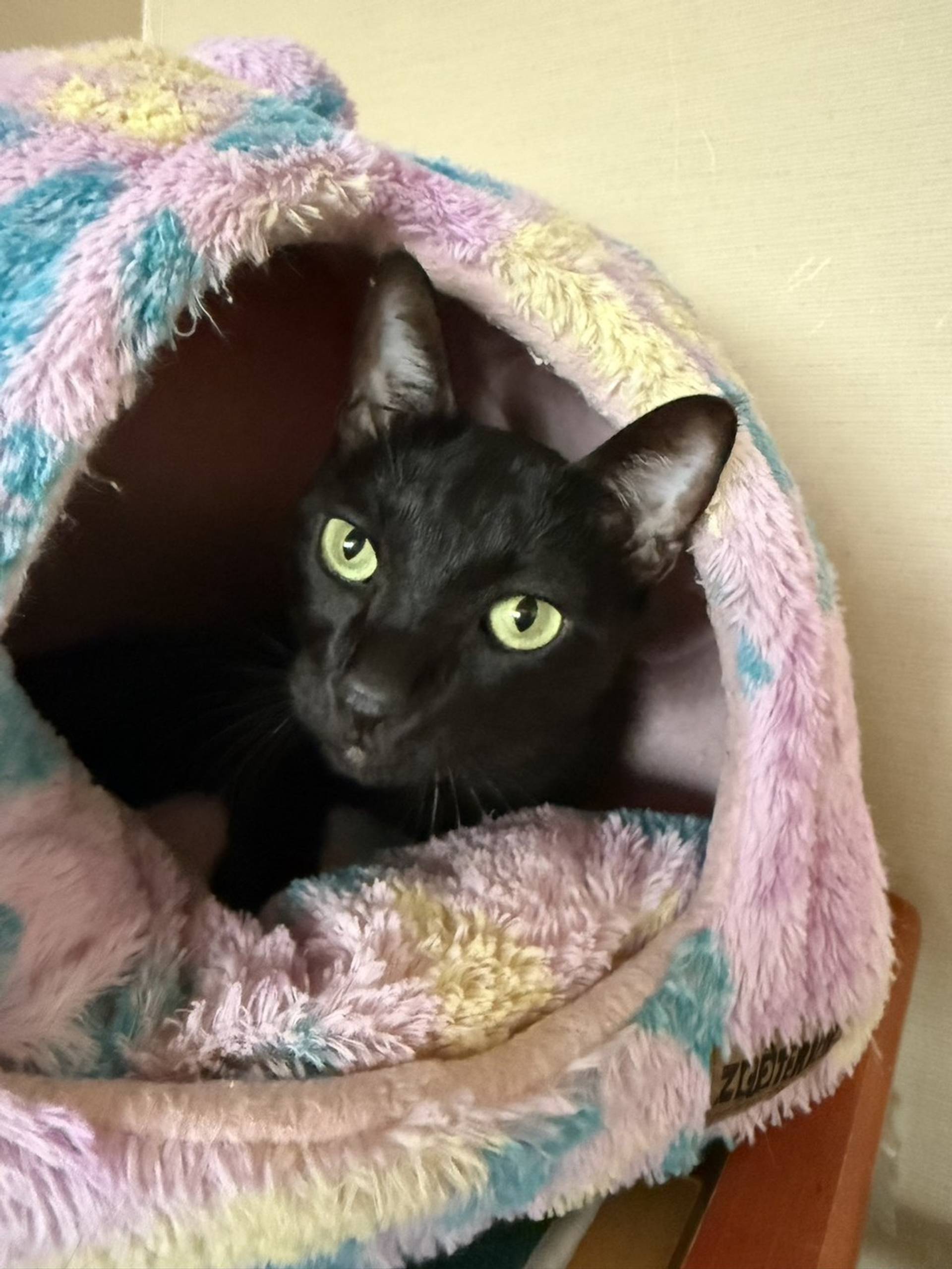雑種（ミックス猫）・オスの里親募集の写真