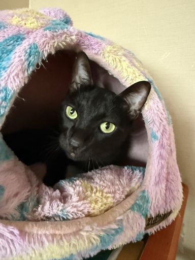 雑種（ミックス猫）・オスの里親募集の写真