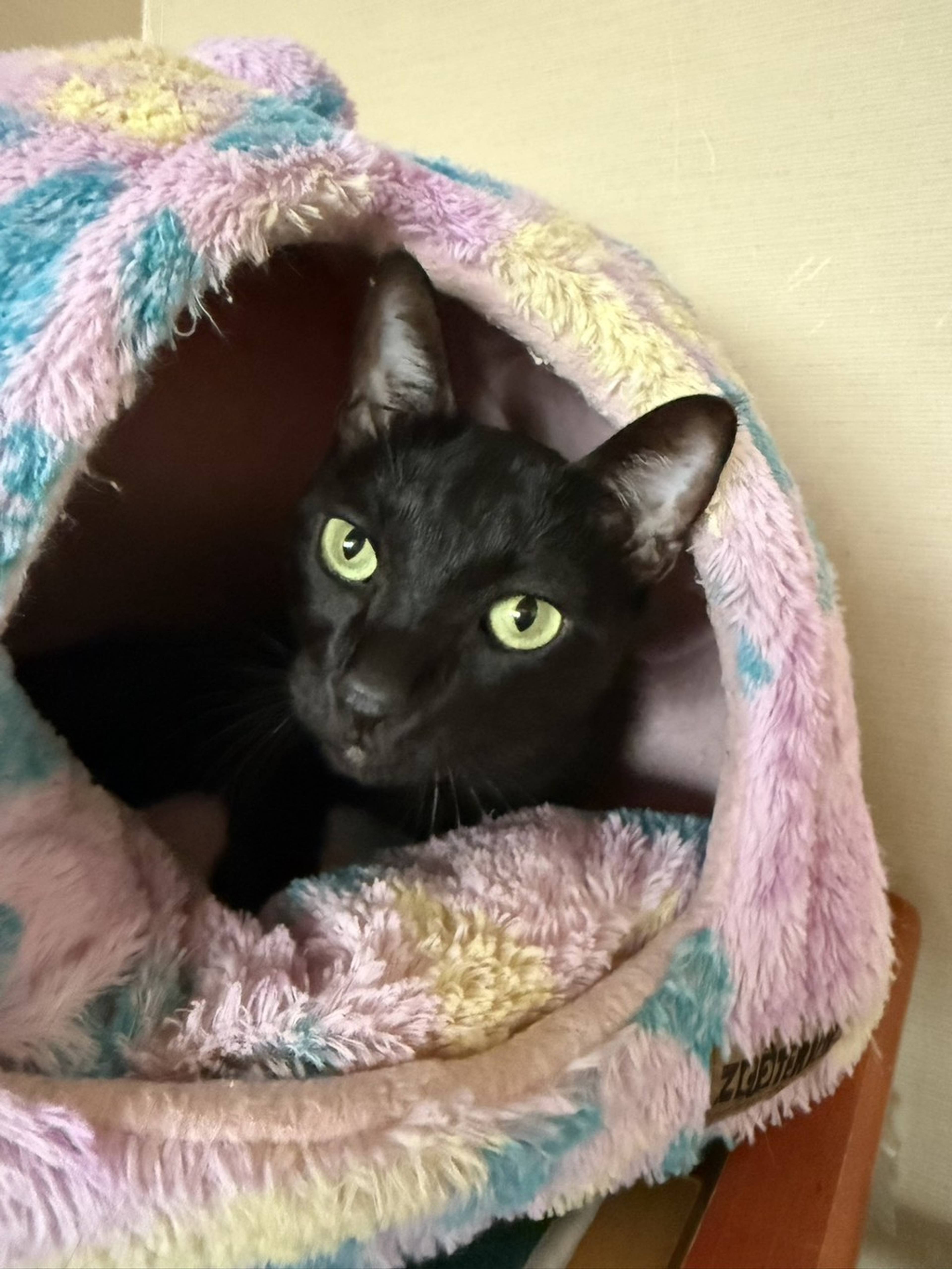 雑種（ミックス猫）・オスの里親募集の写真