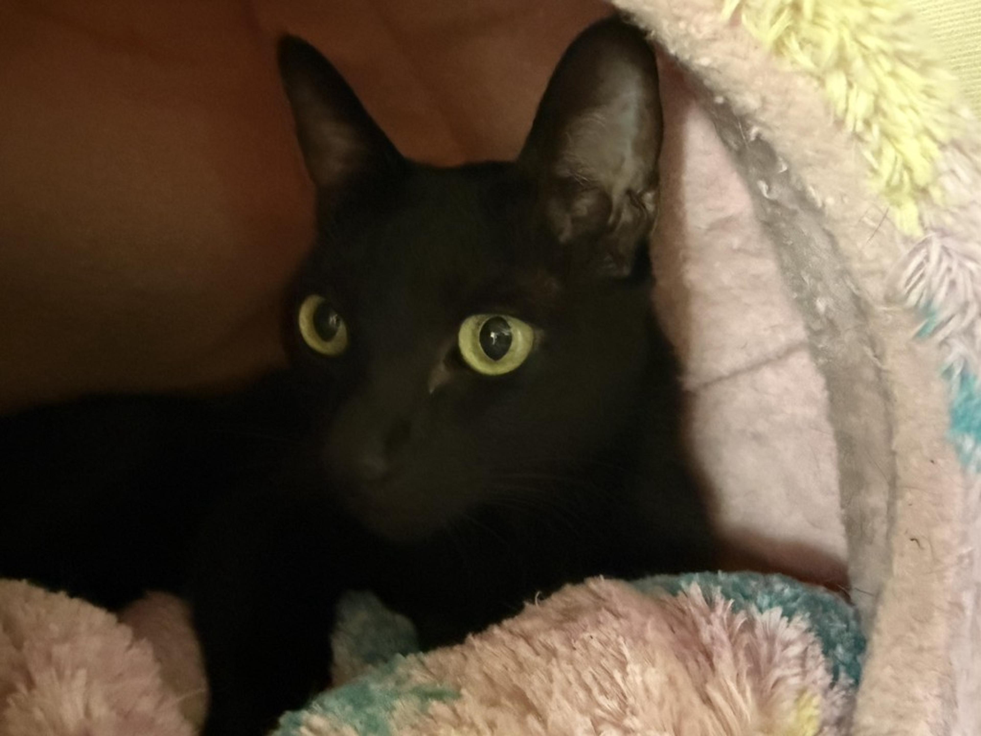 pet-image-4