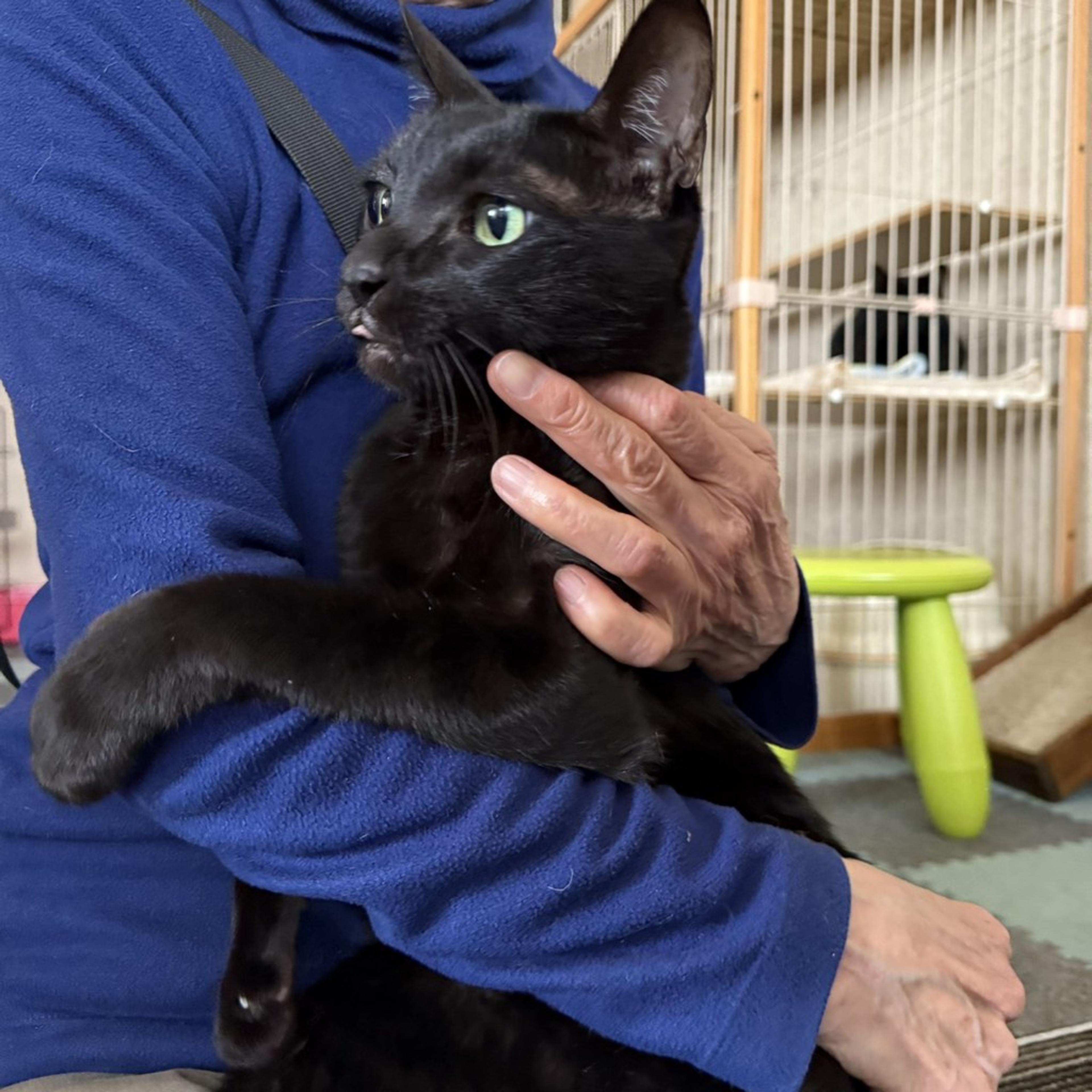 pet-image-5