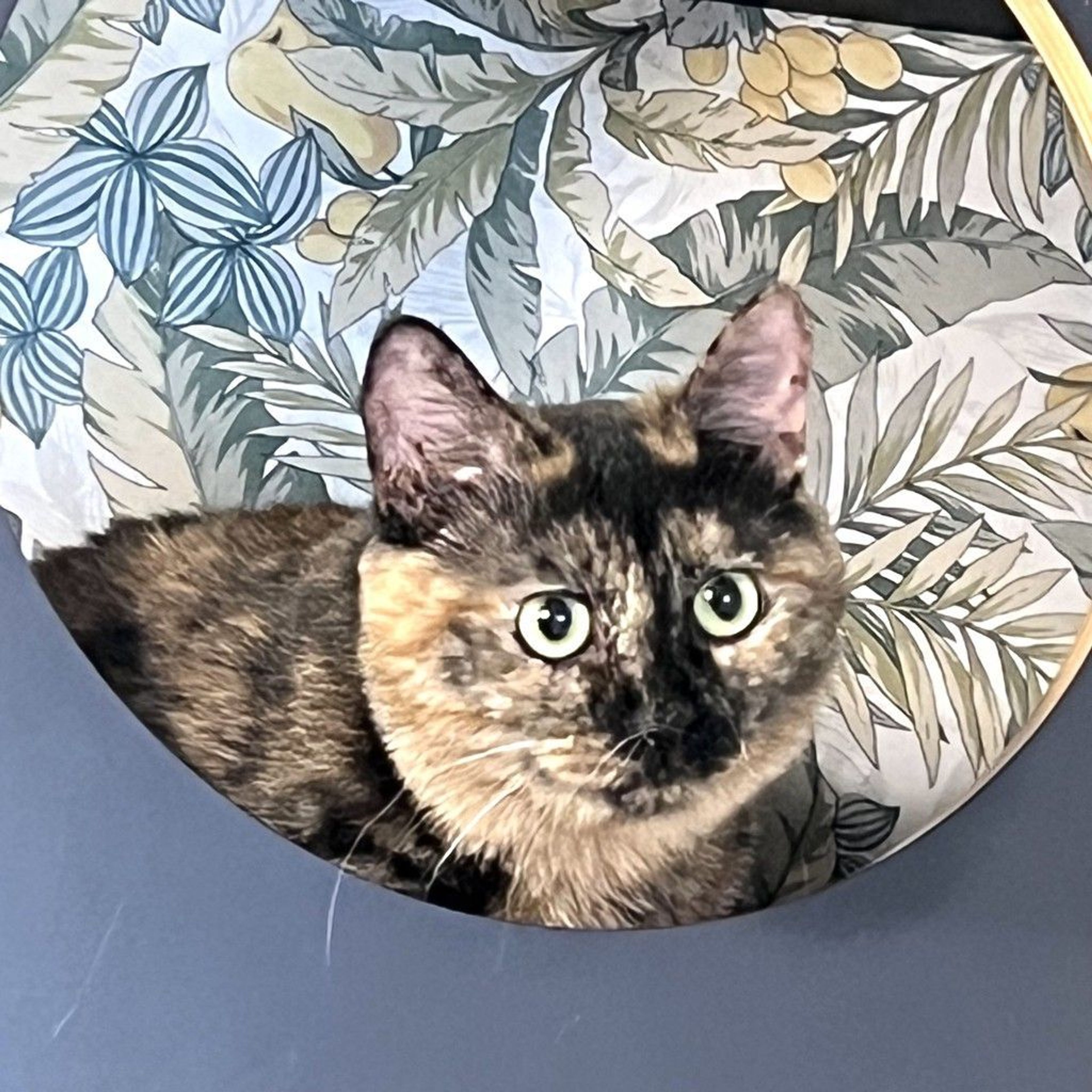 雑種（ミックス猫）・メスの里親募集の写真