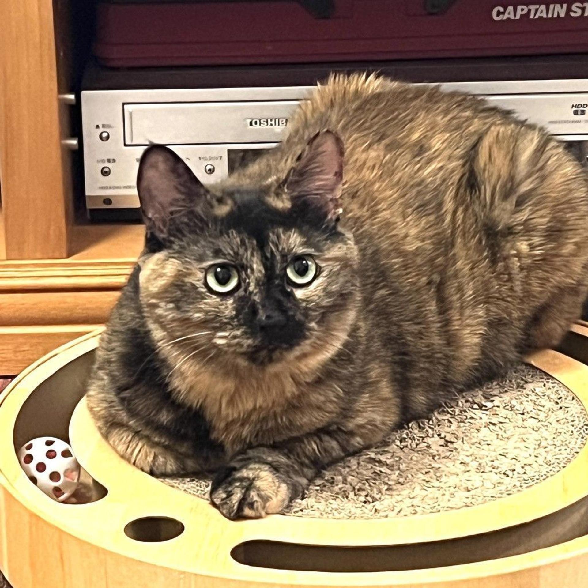 pet-image-2