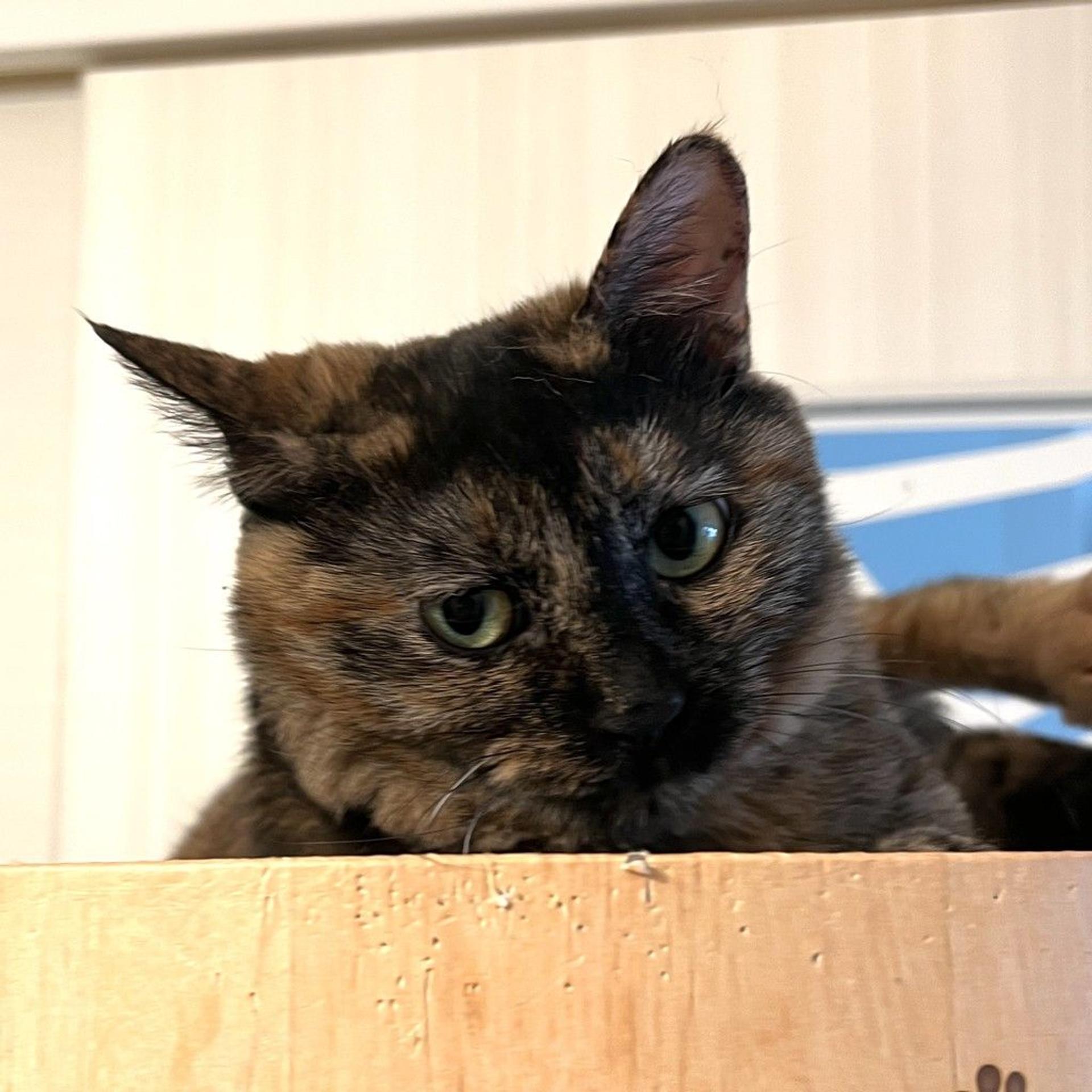 pet-image-6